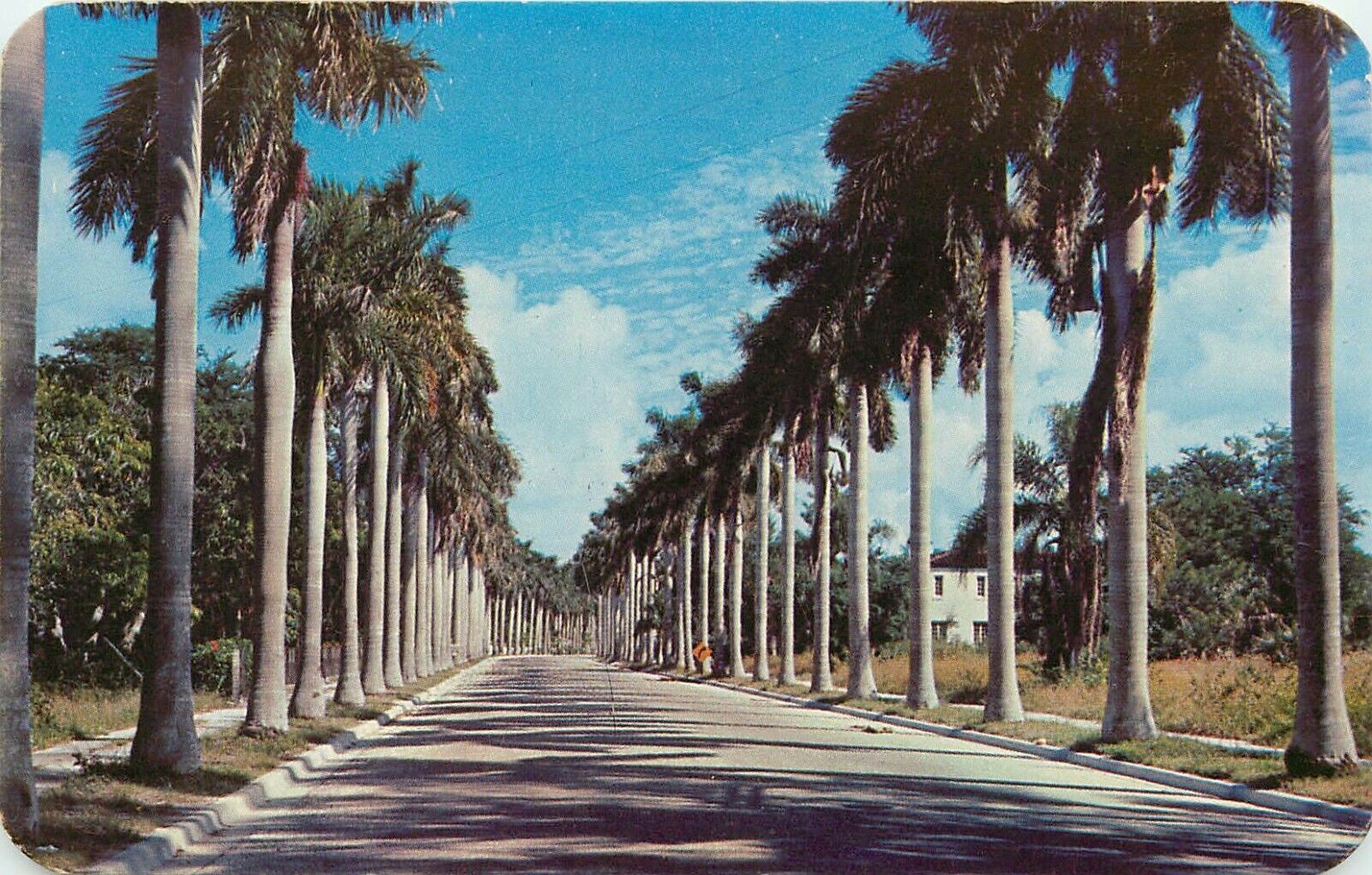 Greagor Blvd Fort Myers Florida Royal Palms Lined Road FL Postcard