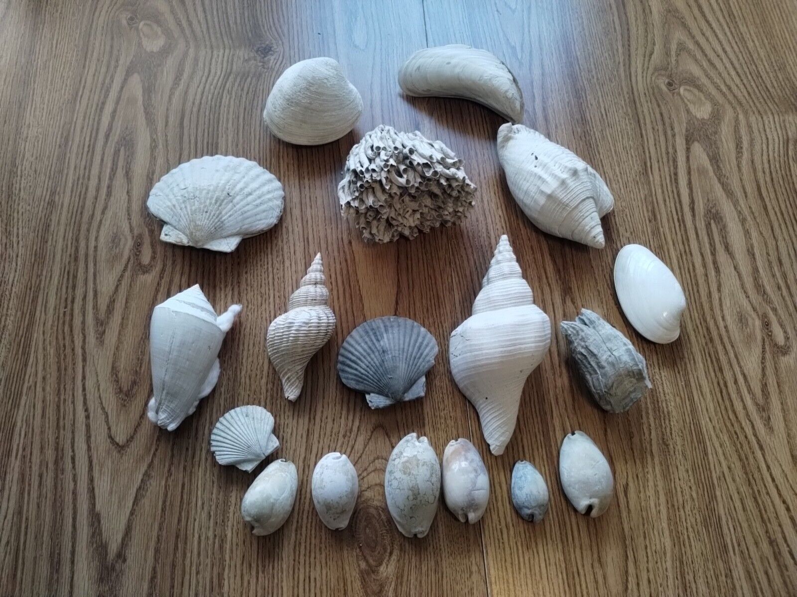 Fossil Shell Lot Florida A Few Large Shells 