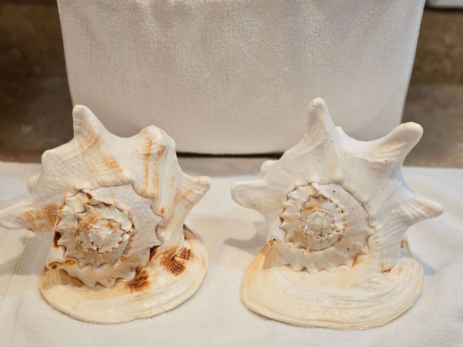 2 LG QUEEN HELMET CONCH SHELLS, NATURAL, VINTAGE, QUALITY PAIR, 10