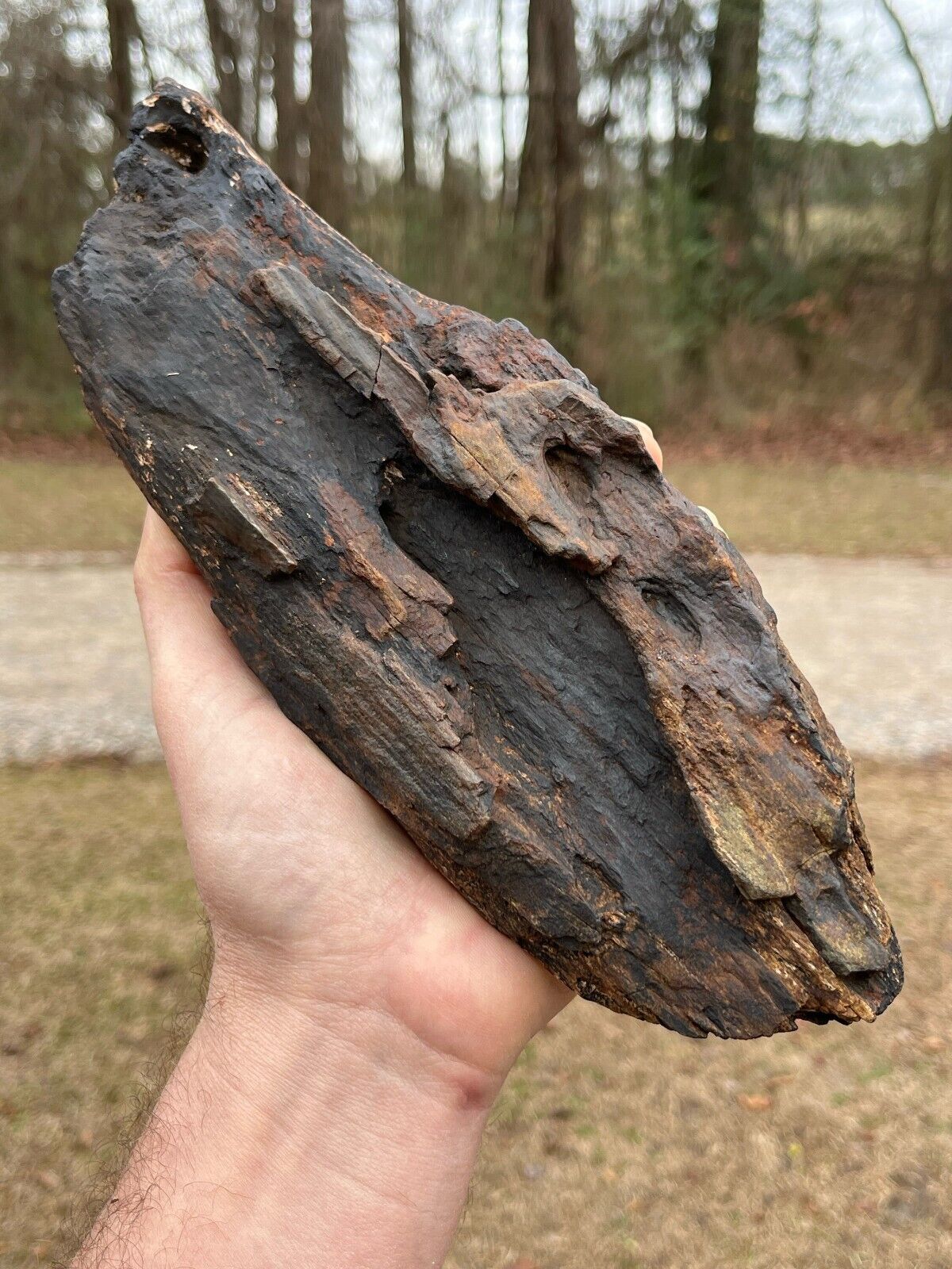 1 Large Real piece of Petrified Wood with a Beautiful gunmetal patina