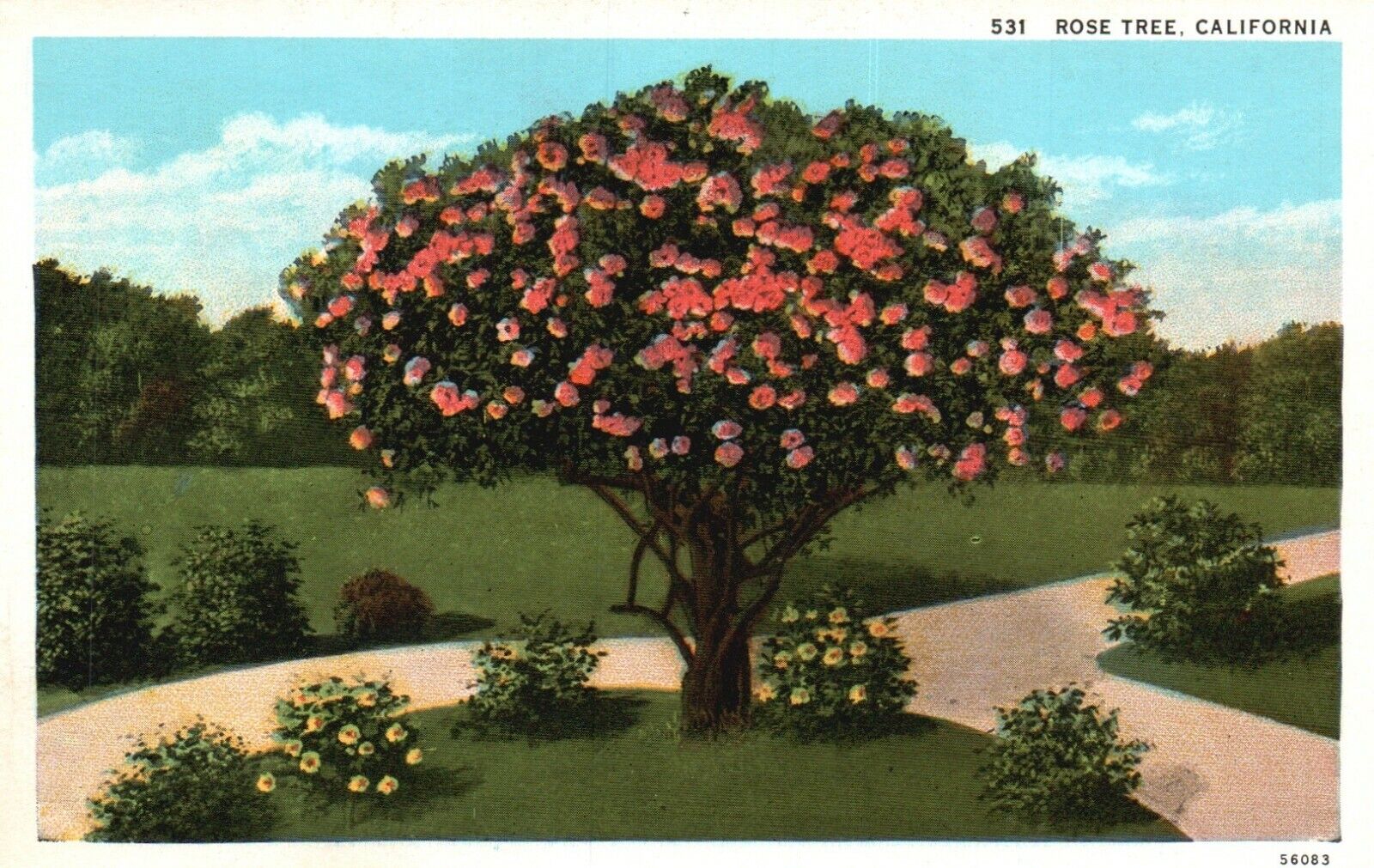Postcard CA California Rose Tree Unused White Border Antique Vintage a8821