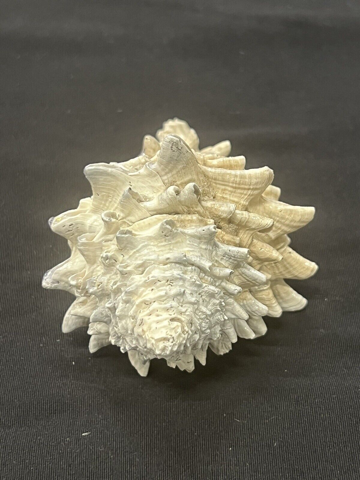 RARE Fossilized VASE Shell From Central Florida, Pliocene Era. 