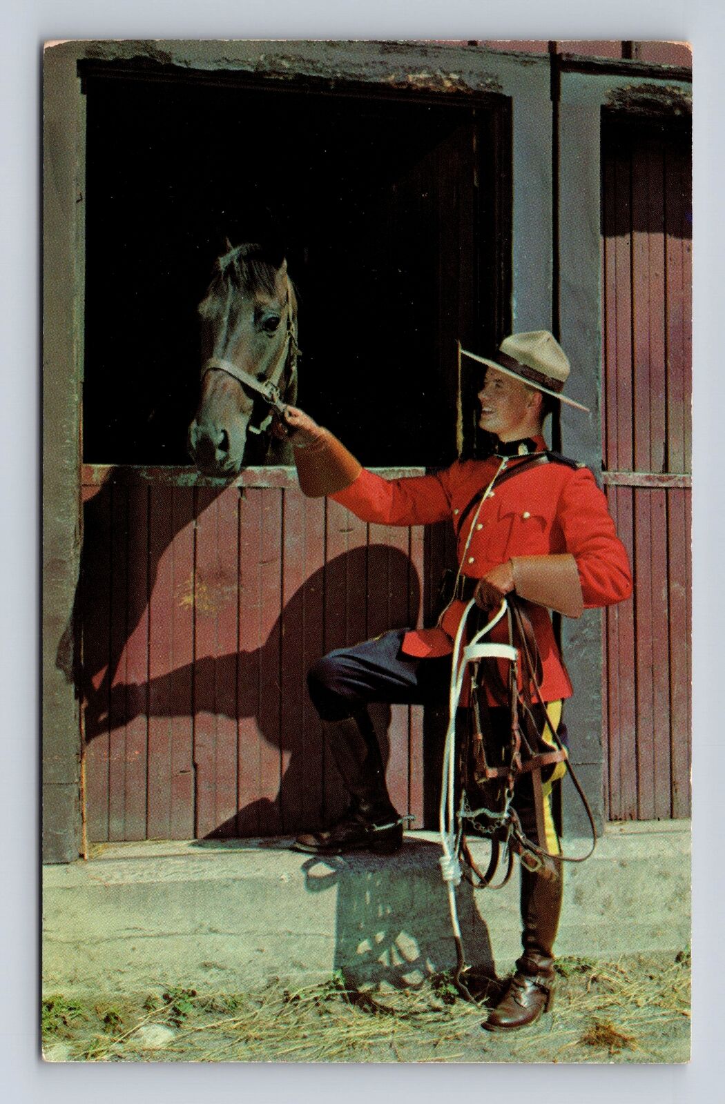Canada- Royal Canadian Mounted Police With Horse, Antique, Vintage Postcard