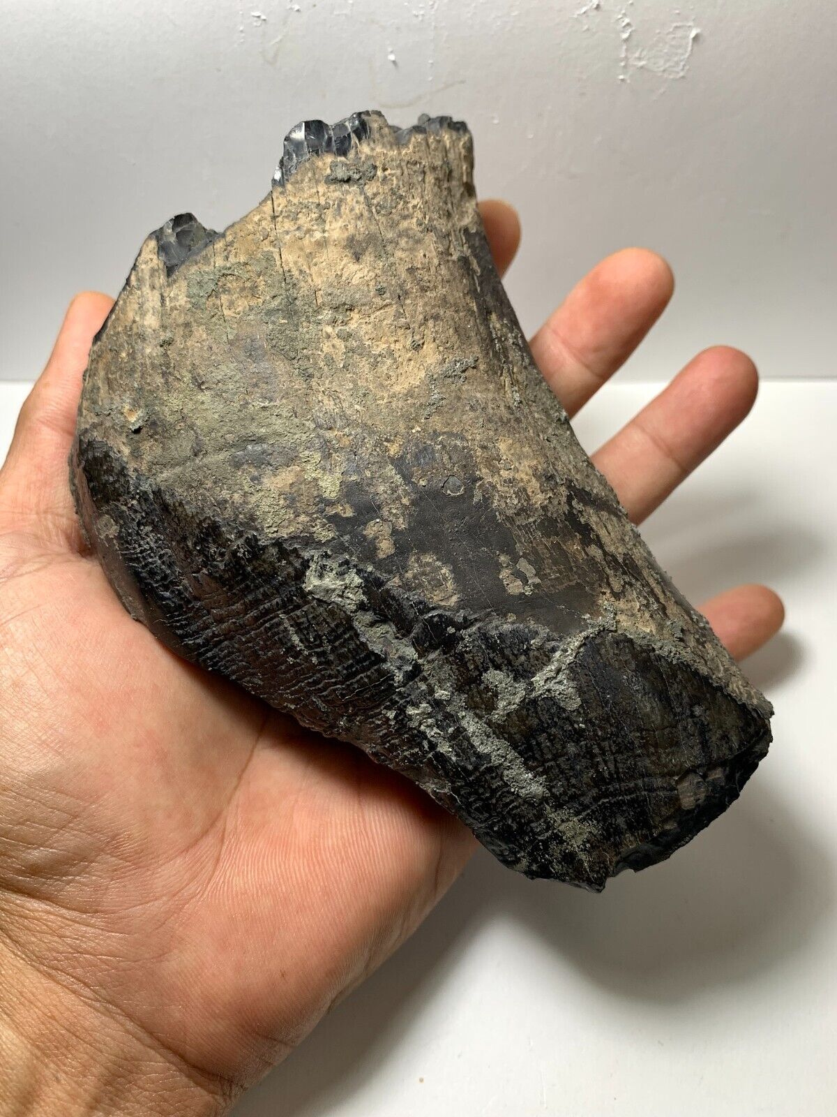 Large Aceratherium Fossil canine - tooth Fragment rare Amazing Genuine