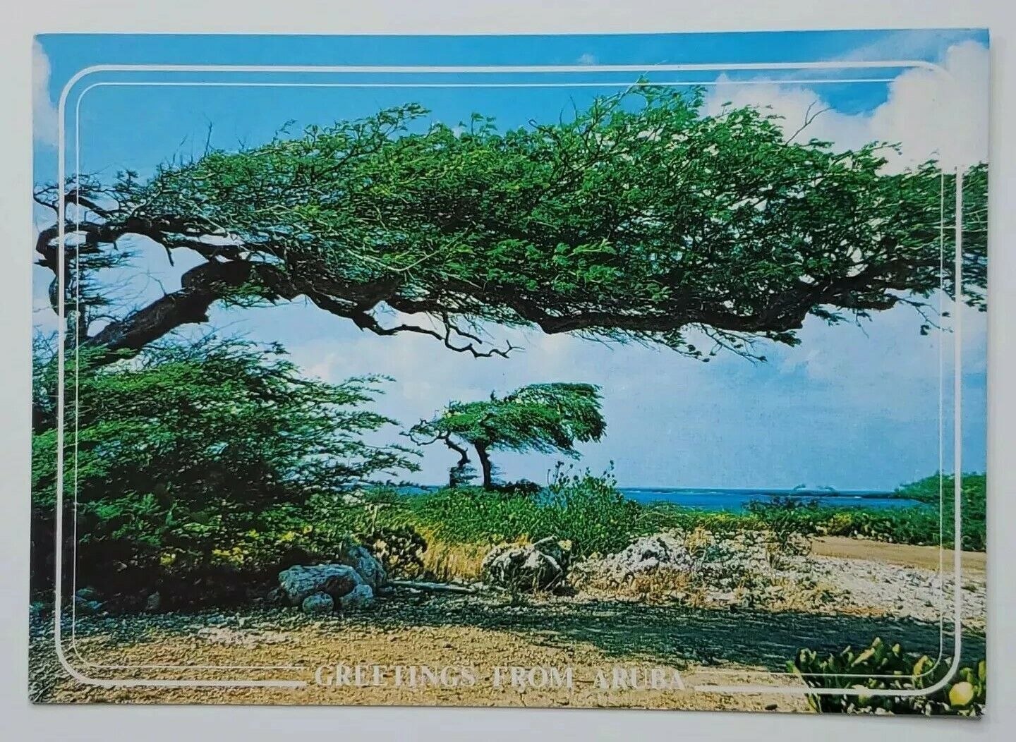 Postcard Greetings From Aruba Divi-Divi Tree Trade Winds Netherlands Antilles A1