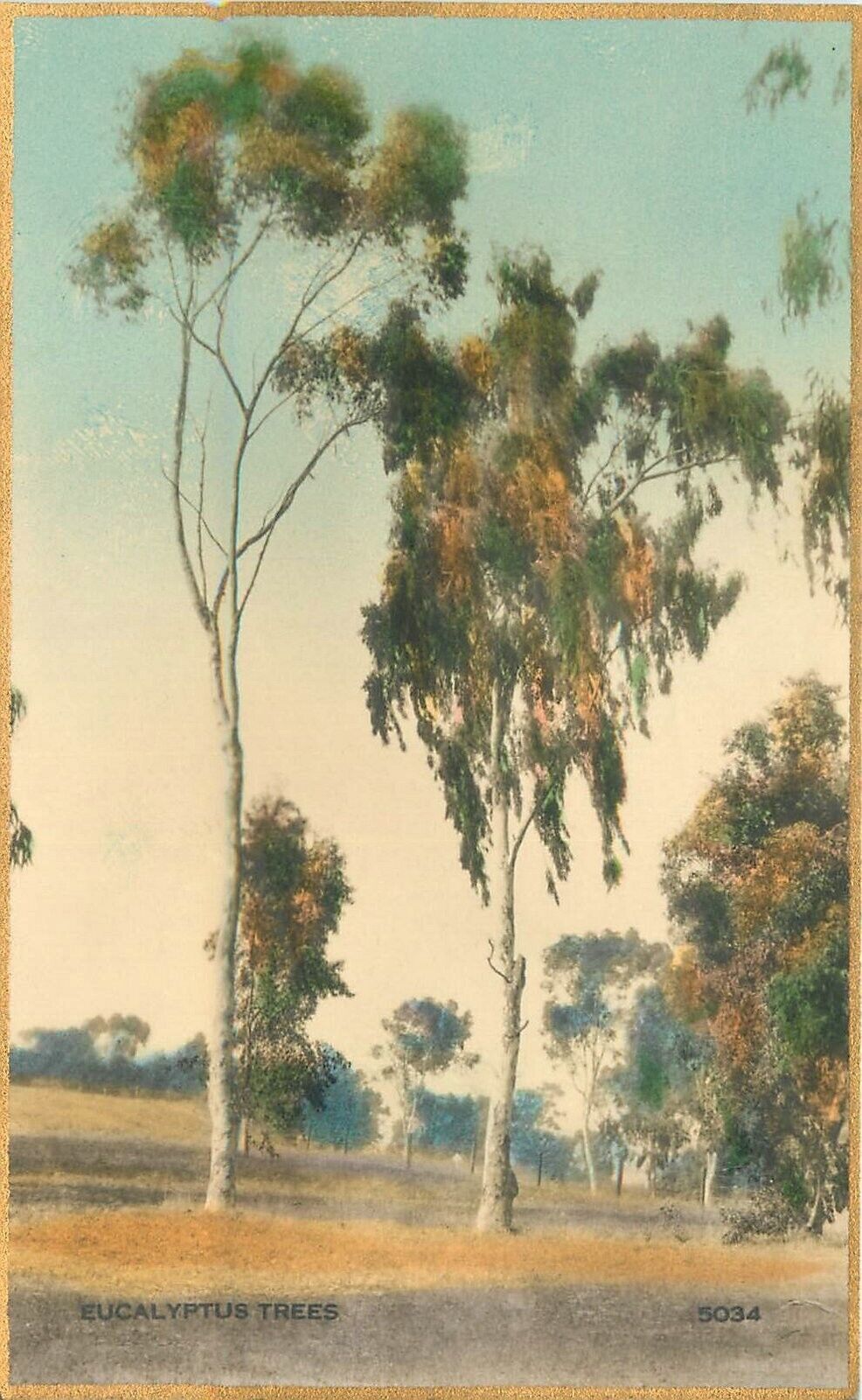 Postcard California Eucalyptus Trees 1930s Hand Painted Martin Ross 23-4918