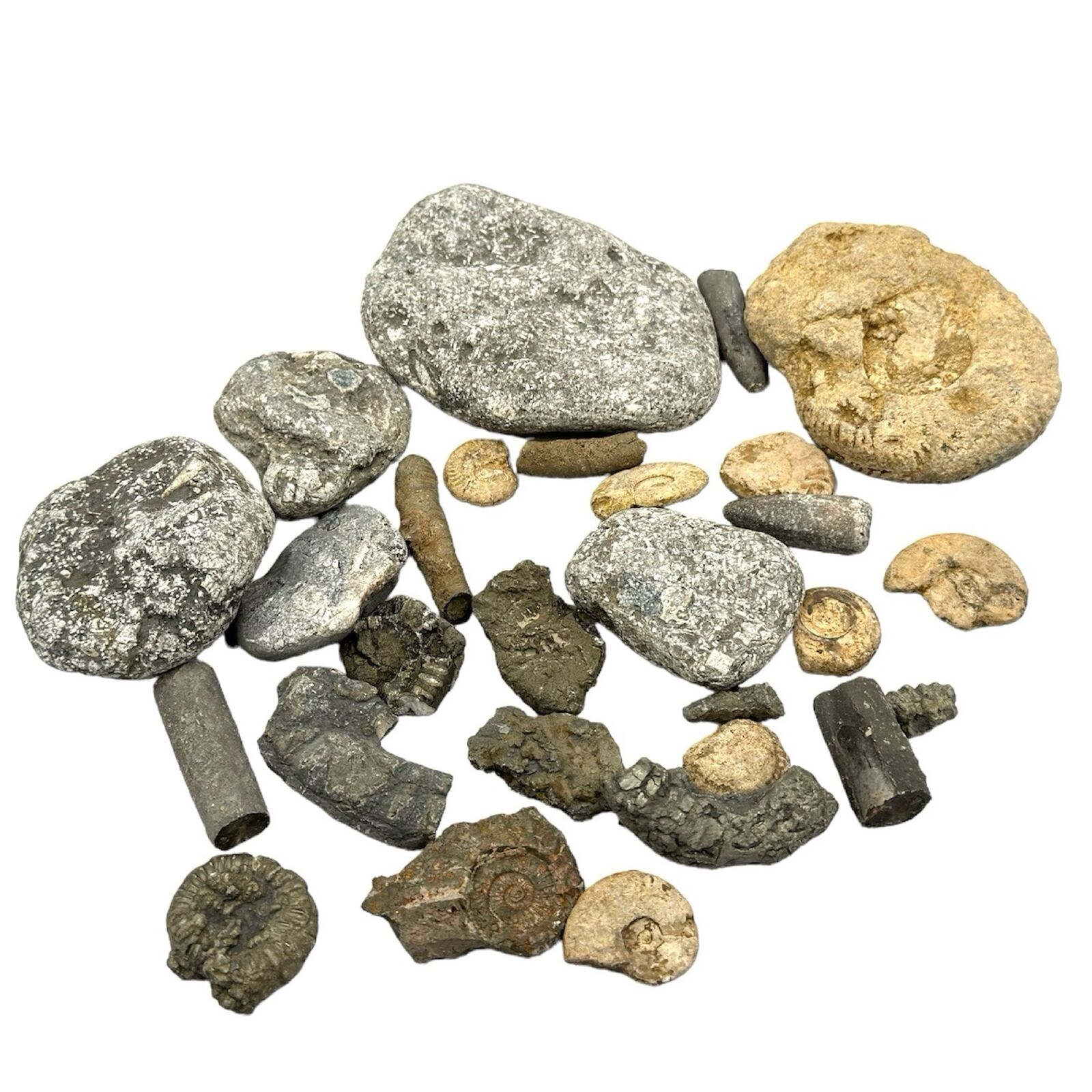 1kg Bulk Jurassic Coast 28 x Fossils Budget Mix - Dorset - LOT - Genuine