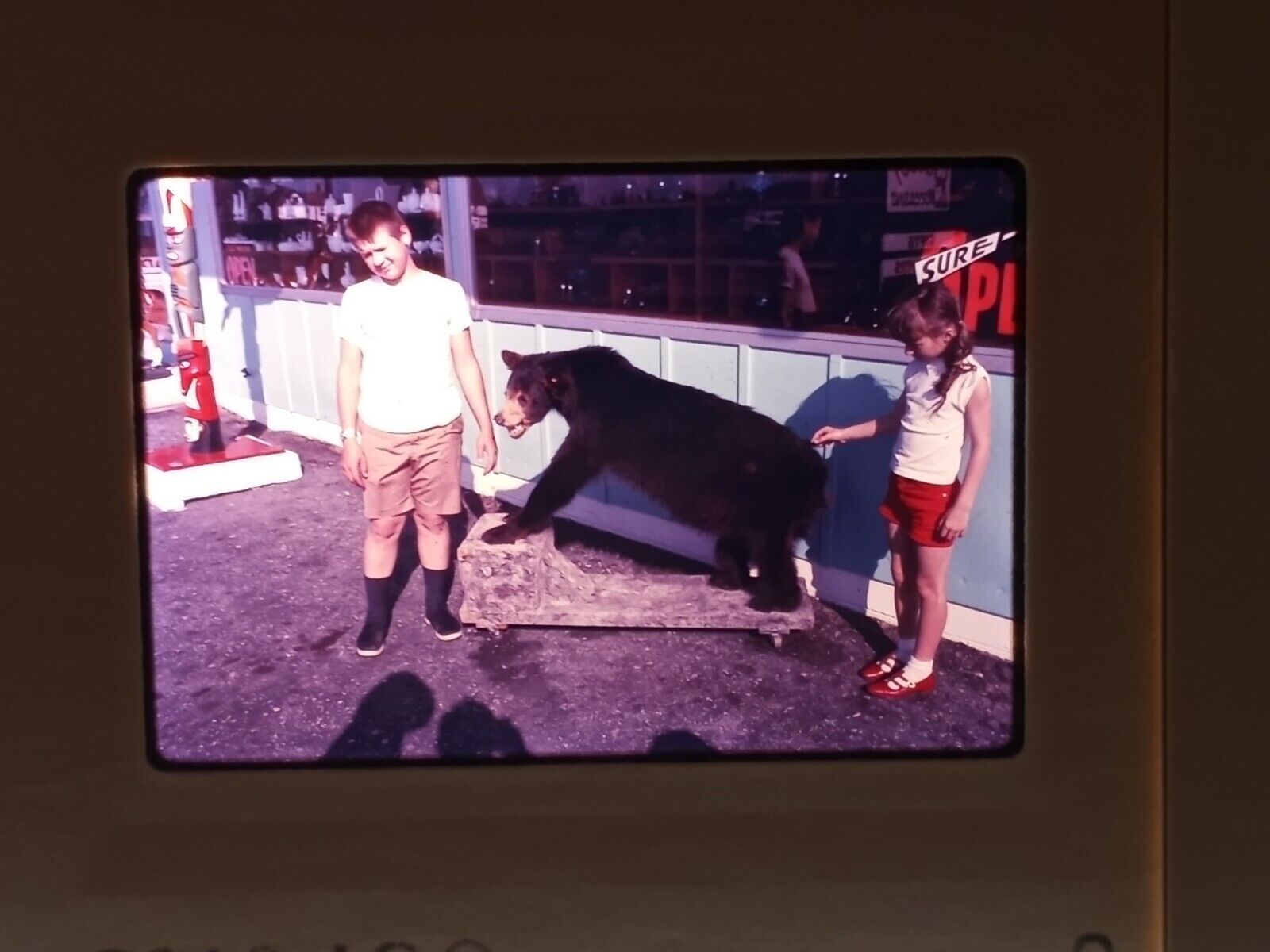 SLIDES x175 Vintage 1965 -66 Color Travel Canada Yellowstone Puppies Cars Bears
