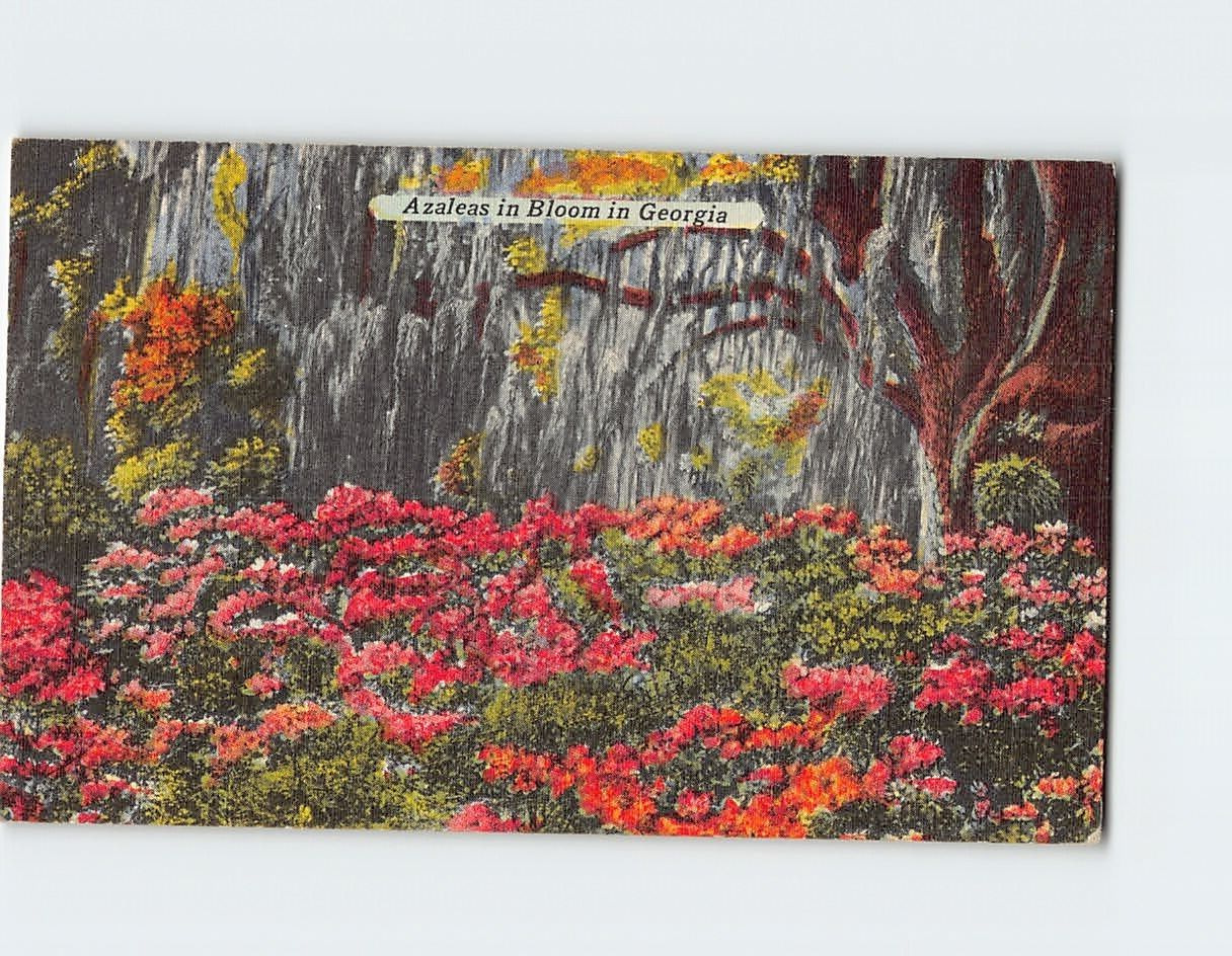 Postcard Azaleas in Bloom in Georgia USA