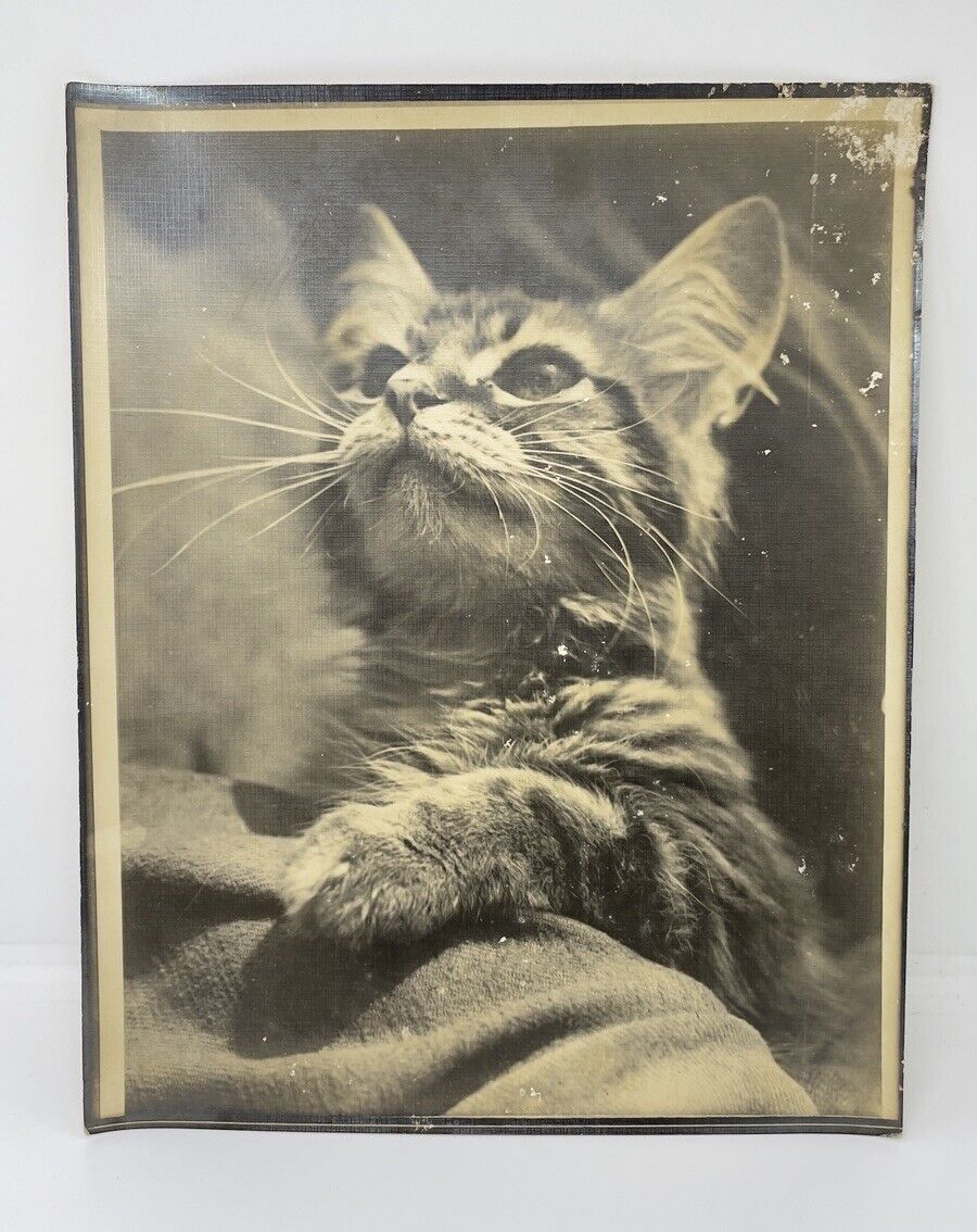 Antique Ernest Rawleigh Photograph Of Cat Looking Up 