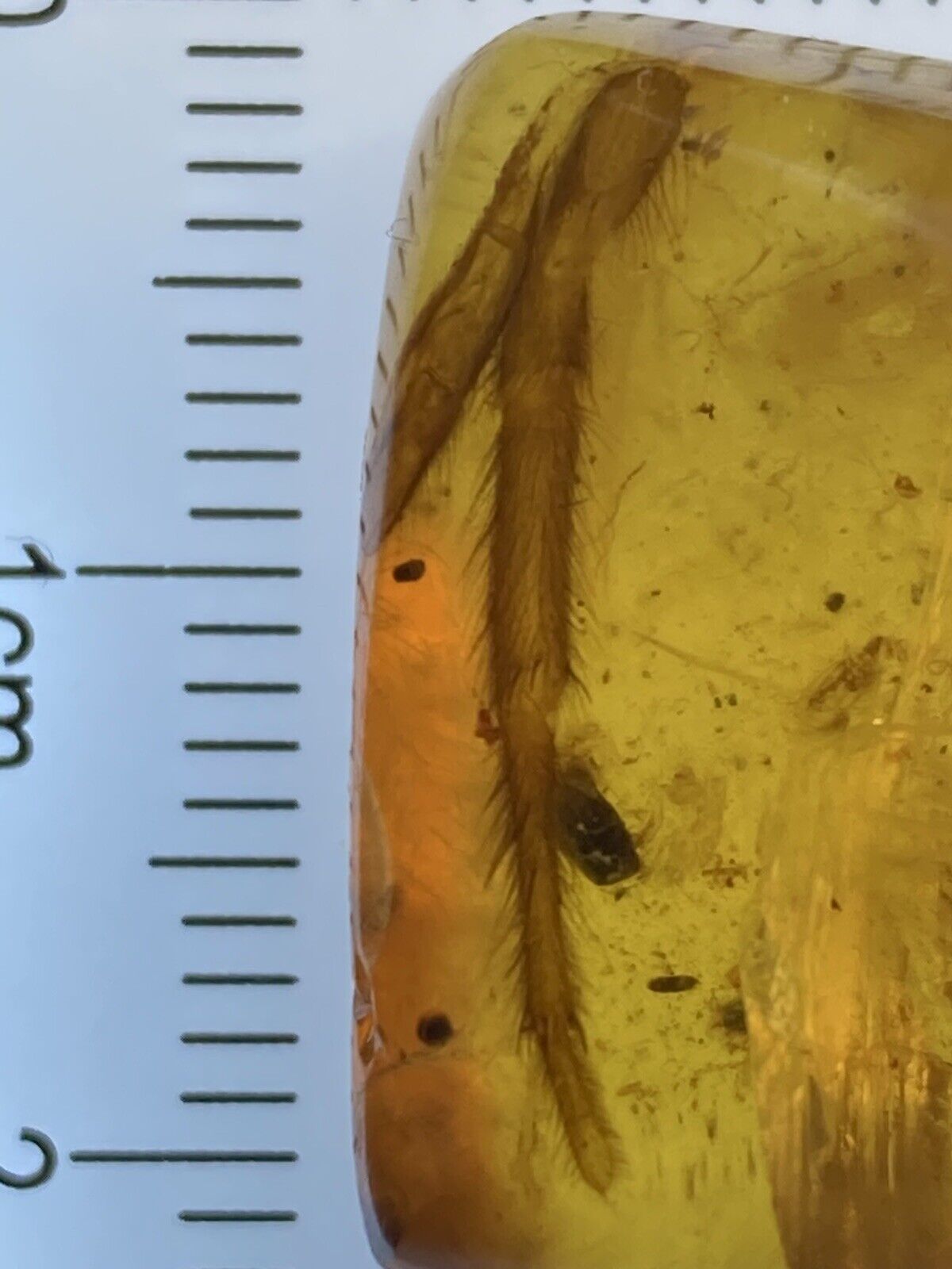 Huge 19mm Spider Leg, Ultra Clear Fossil In Genuine Burmite Amber, 98MYO