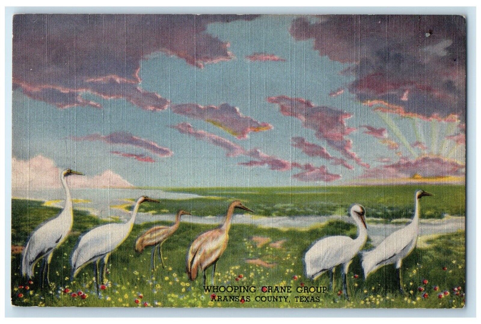 c1930's Whooping Crane Group Arkansas County Texas TX, Goose Vintage Postcard
