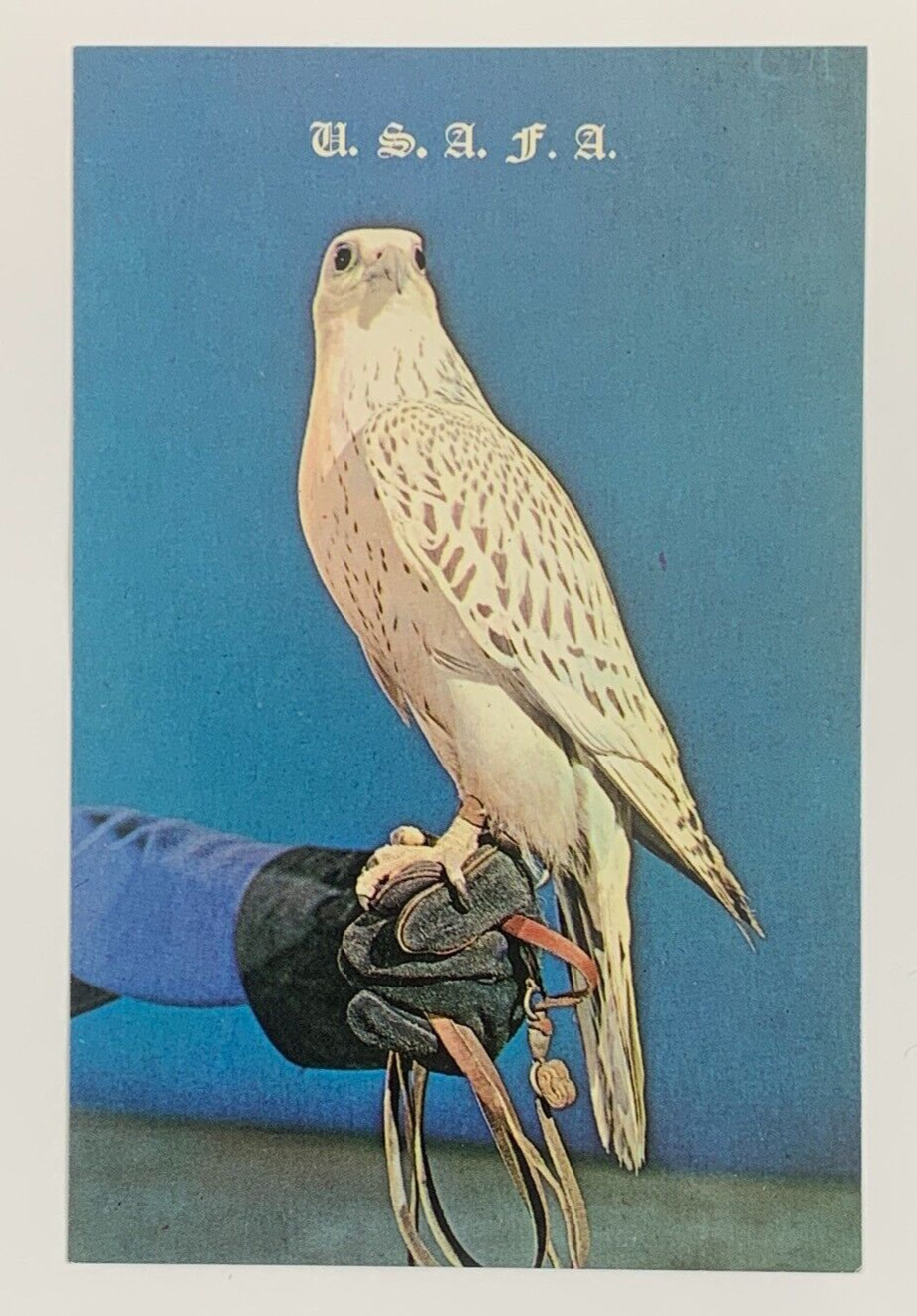 Falcon Prepared for Flight United States Air Force Academy Postcard Unposted