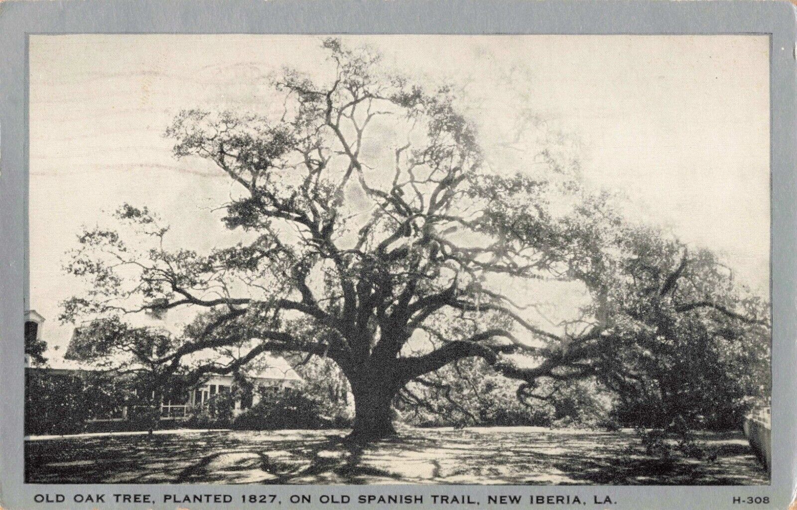 Old Oak Tree New Iberia Louisiana LA 1944 Postcard