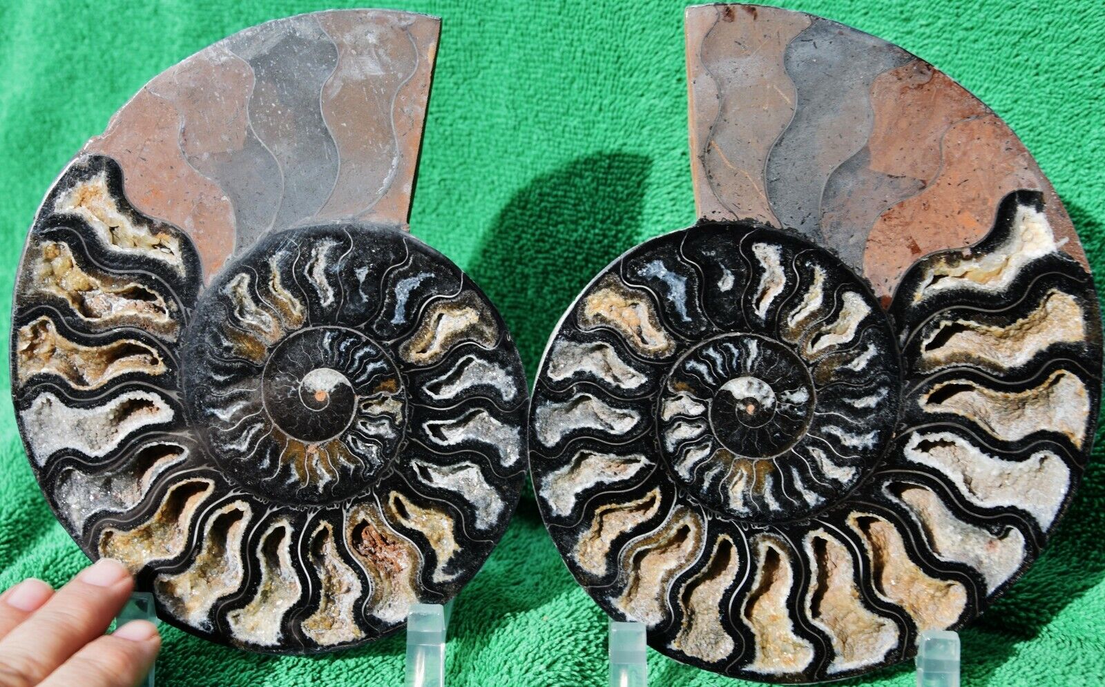 RARE 1 in 100 BLACK Ammonite PAIR Deep Crystals XXLARGE 7.3