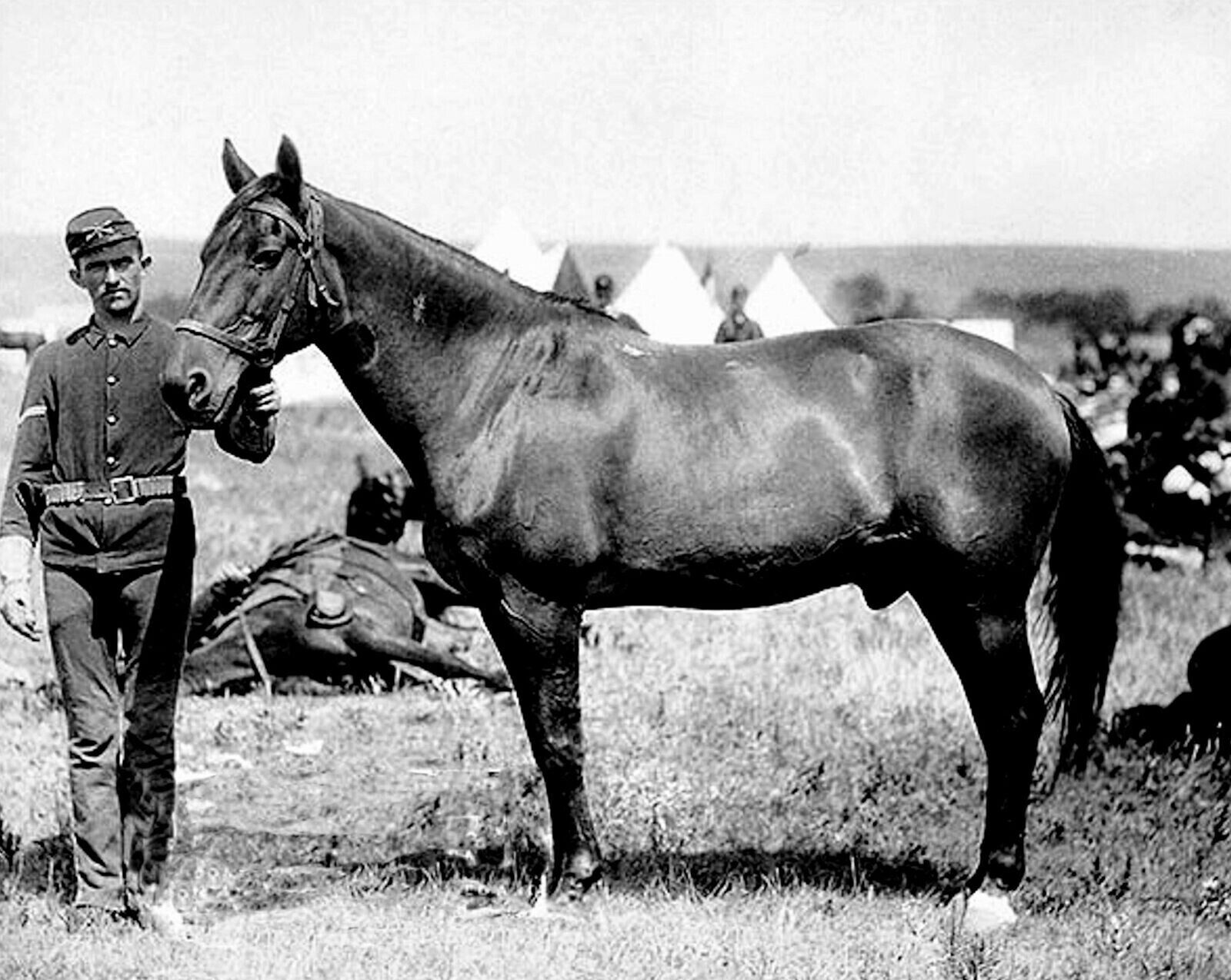 1876 LONE SURVIVOR OF CUSTER\'S LAST STAND Historic Picture Photo 8.5x11