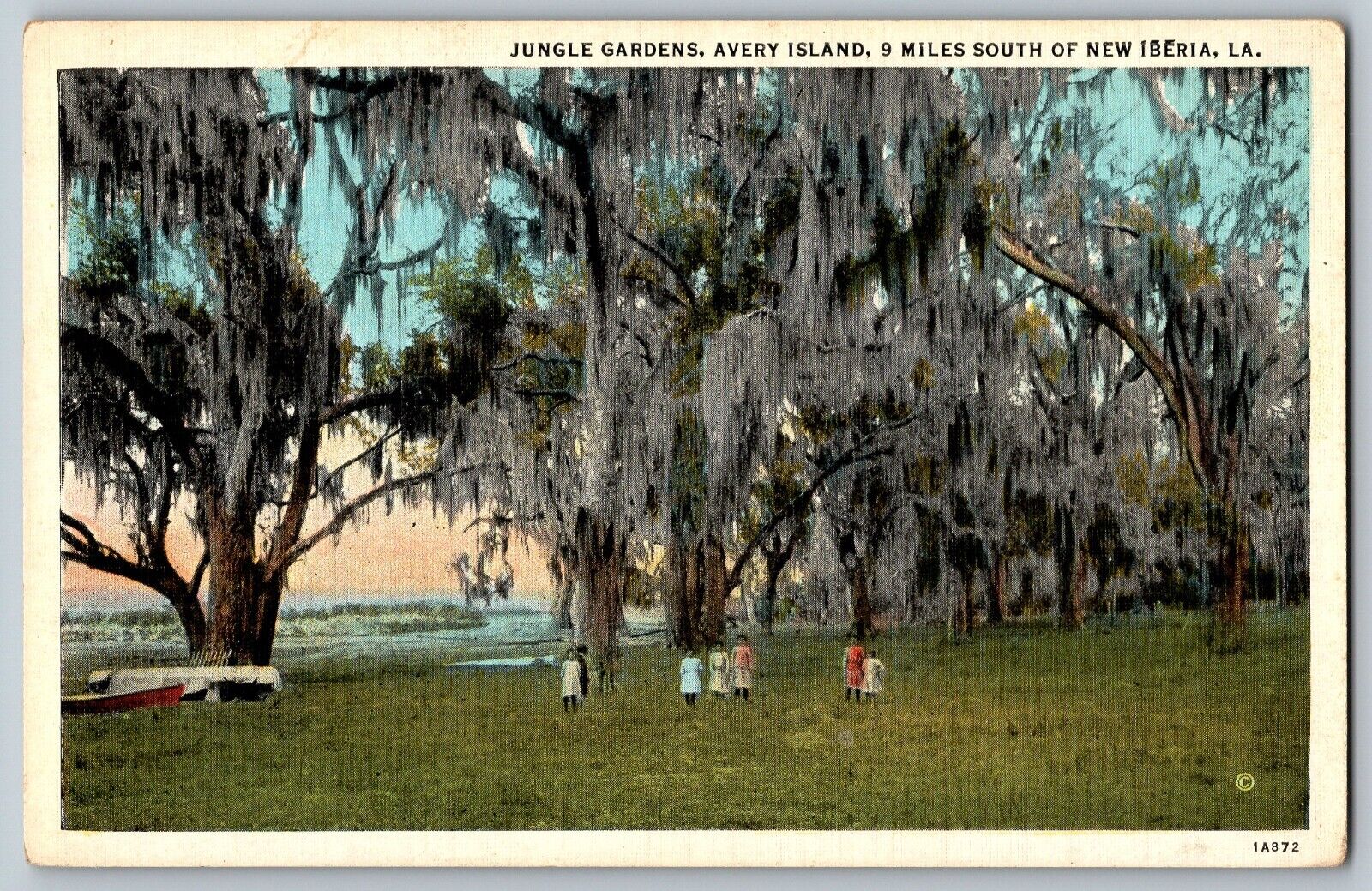 New Iberia, Louisiana - Jungle Garden - View of Trees - Vintage Postcard