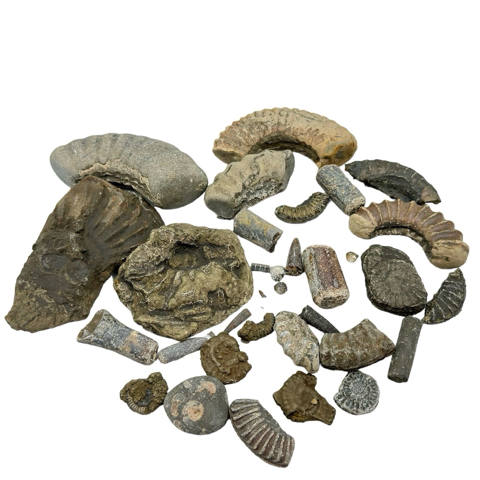 1kg Bulk Jurassic Coast 33 x Fossils Budget Mix - Dorset - LOT - Genuine