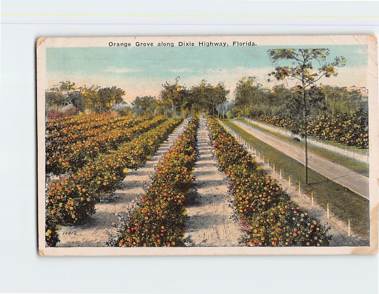 Postcard Orange Grove Along Dixie Highway Florida USA