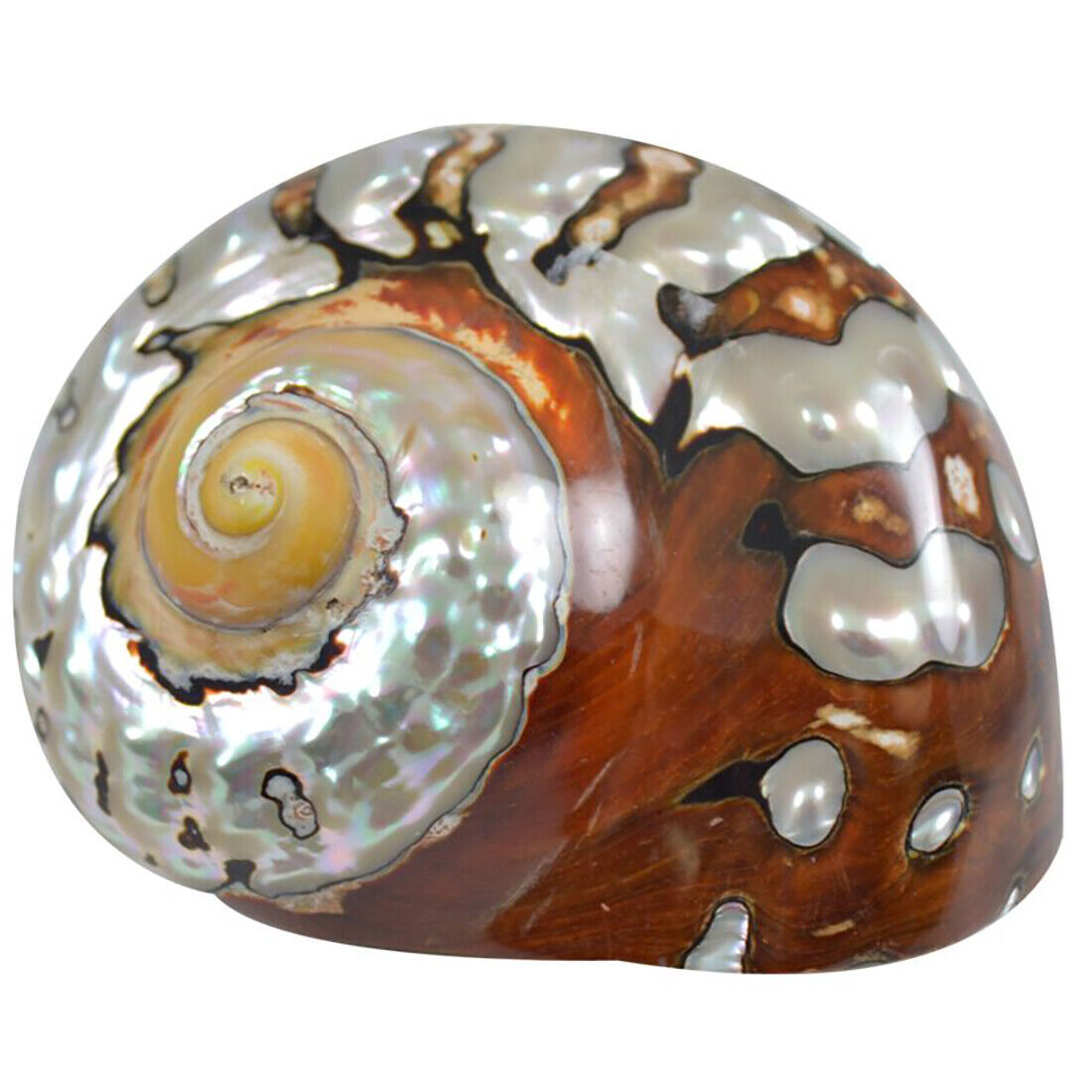 South African Turban Seashell Turbo Sarmaticus Decorative Snail Shell 3-3.5\