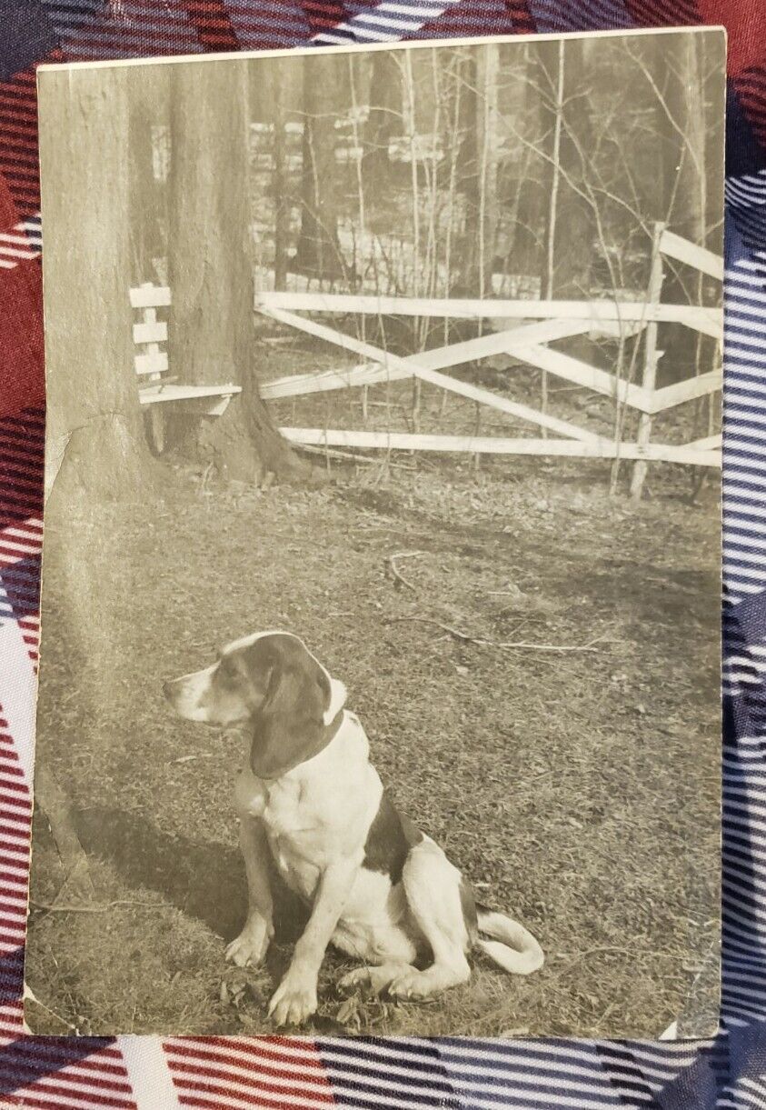 Cute Photograph Of Beagle Dog Named \