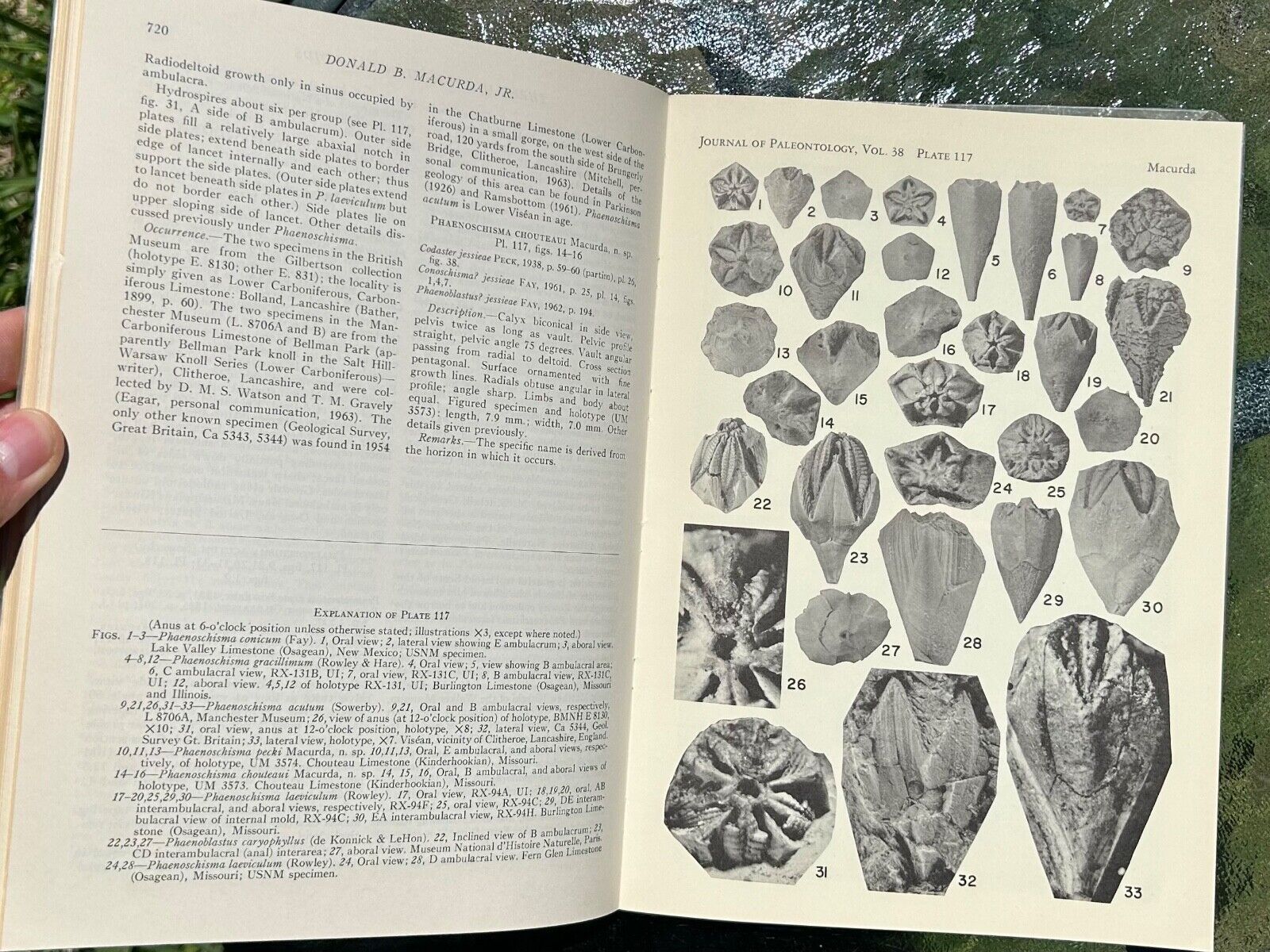 Journal of Paleontology 1964 Fossil Book Brachiopods Blastoids Crinoids