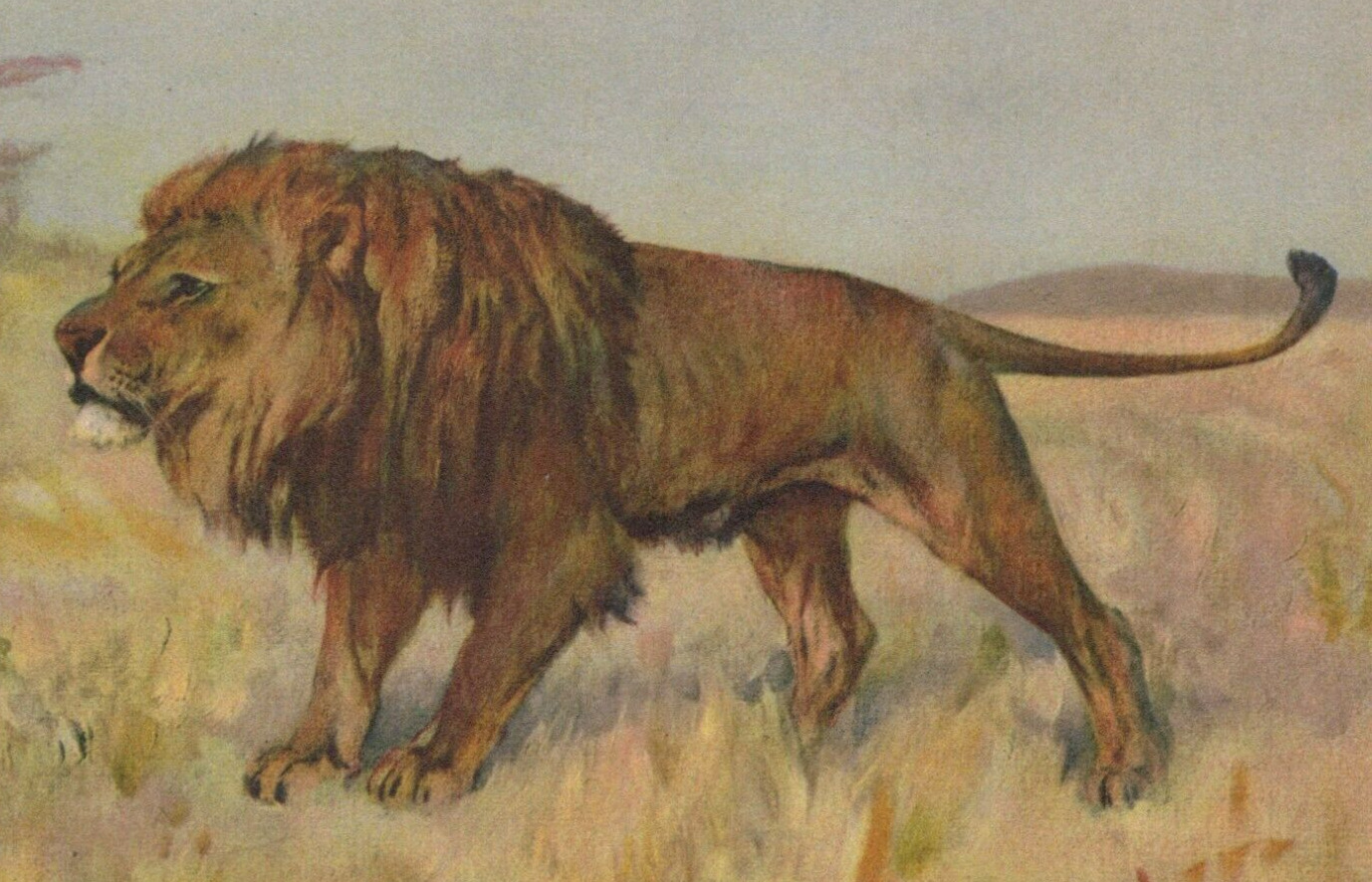 The King of the Jungle Roams the Land Stalking His Prey Linen Vintage Post Card