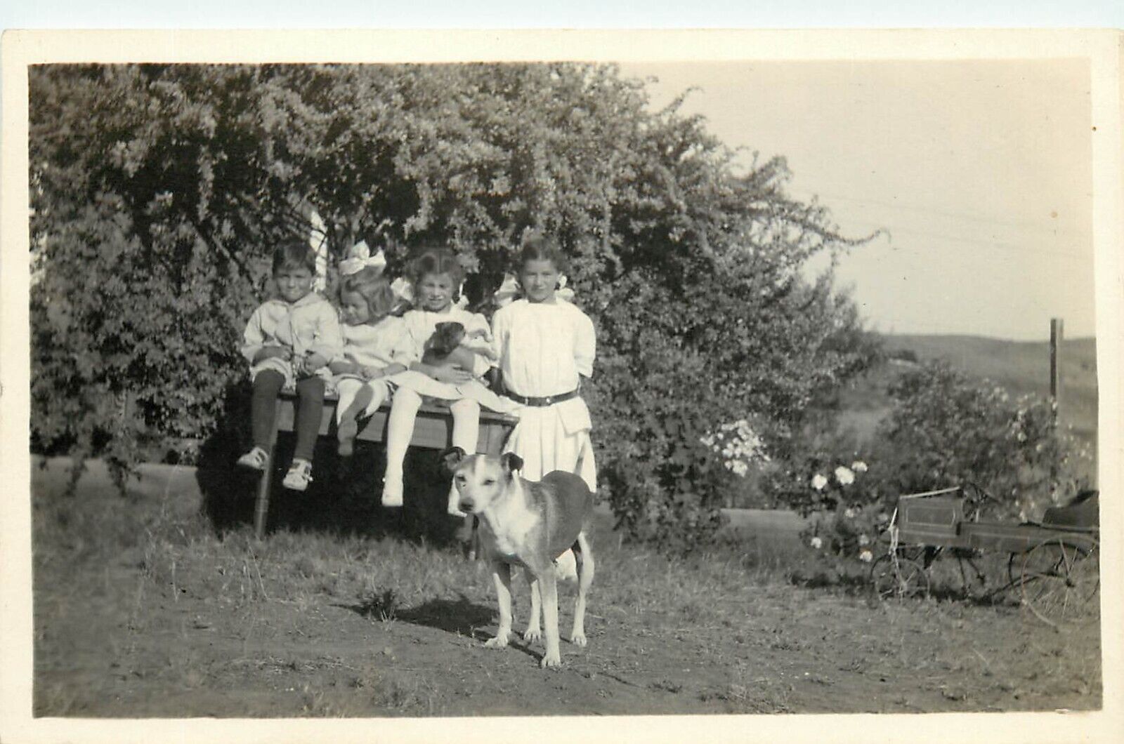 c1915 RPPC; 4 Children in White and Sweet Dog in Spring Landscape, San Diego CA