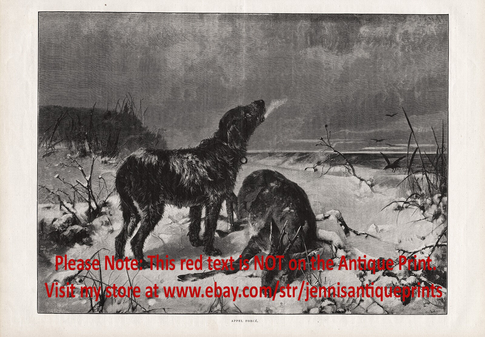Dog German Wirehaired Pointer Track Deer Alerts Hunter Large 1890s Antique Print
