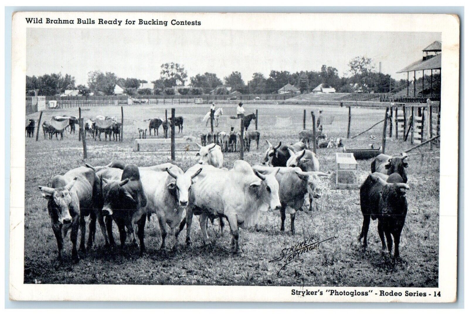 Wild Brahma Bulls Ready For Bucking Contests Farm Styker\'s Vintage Postcard