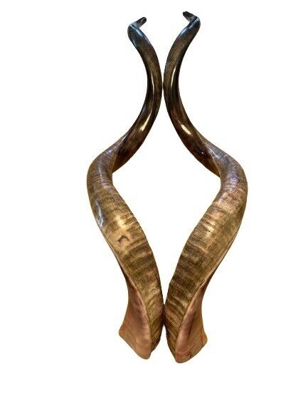 Twin Yemenite Kudu Horn Shofars XXL 50 Rare Set New KOSHER Made 