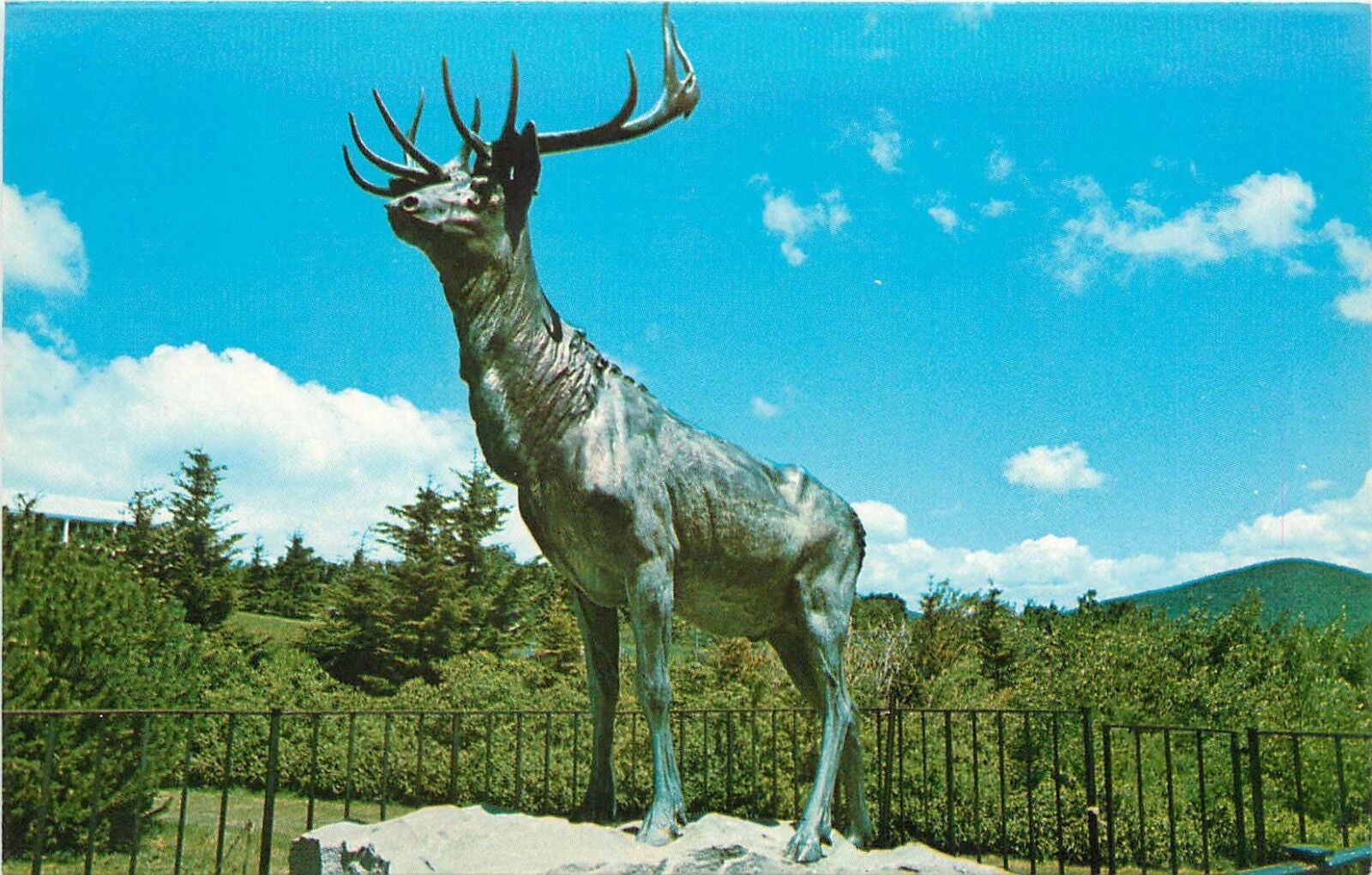 The Elk on the Trail Postcard Brothers of Massachusetts Elks Assoc Postcard