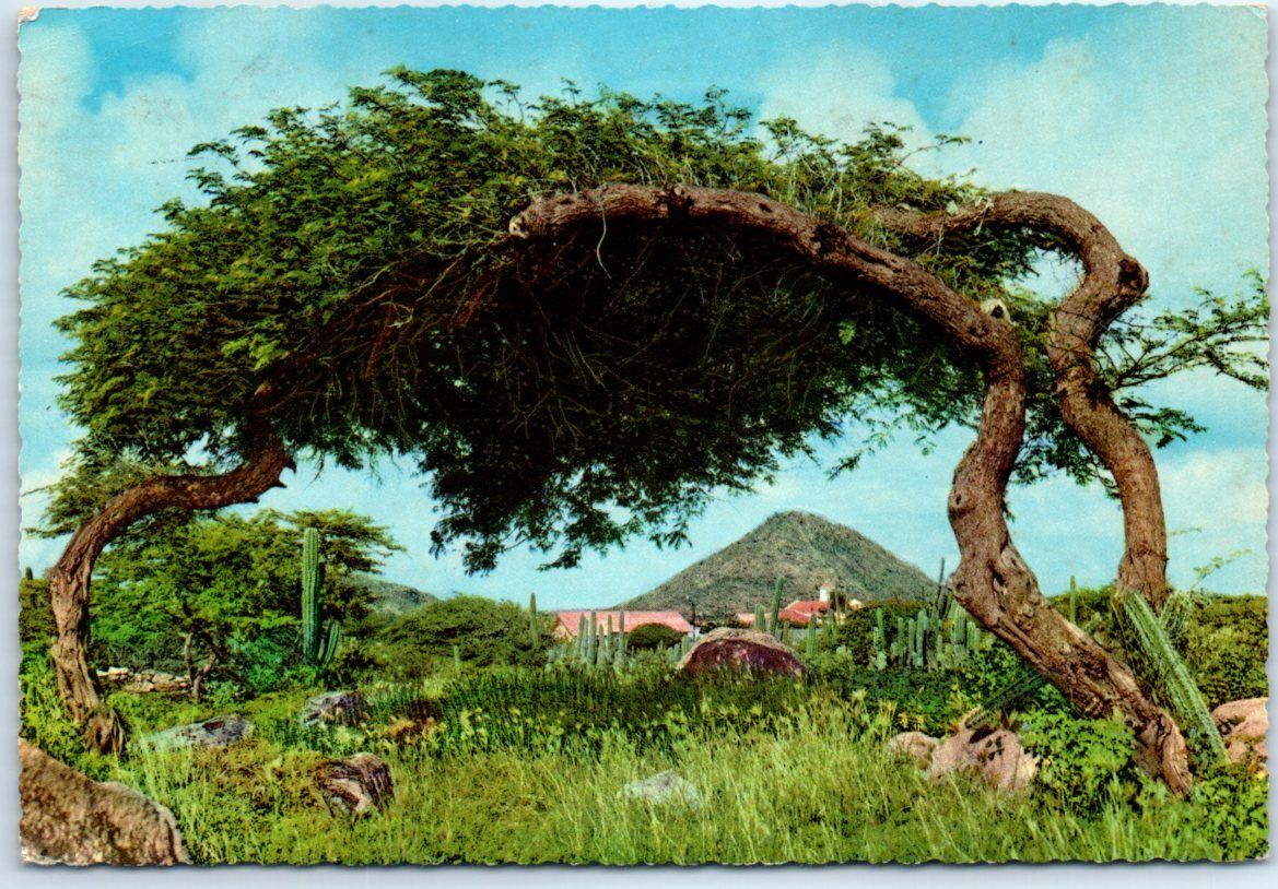 Postcard - Divi Divi Tree, Aruba
