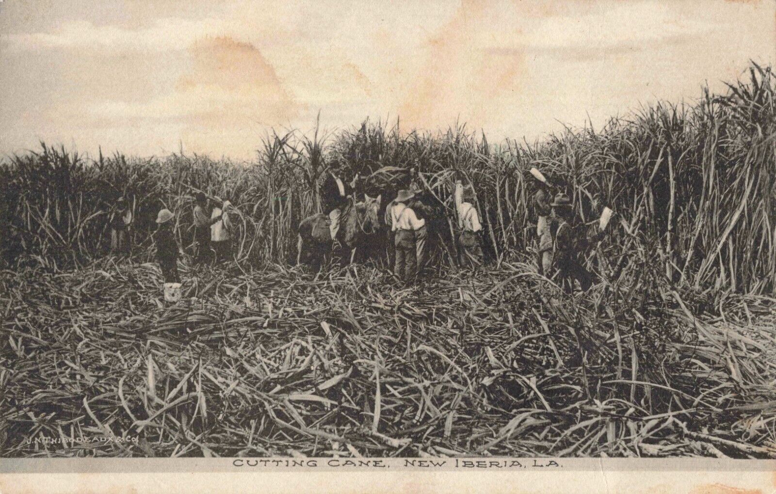 Cutting Sugar Cane New Iberia Louisiana LA Albertype Co. c1910 Postcard