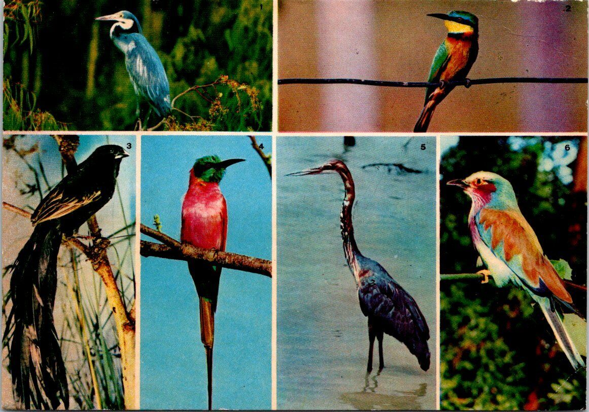 VINTAGE CONTINENTAL SIZE POSTCARD 6 DIFFERENT AFRICAN BIRDS POSTED RUWANDA 1977