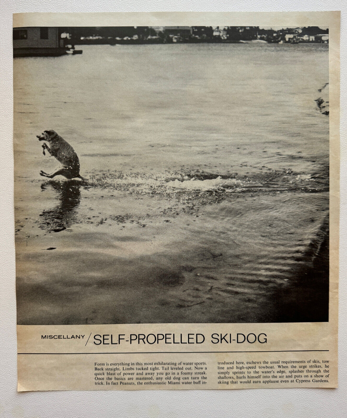 Image Photo Of A Dog Water Skiing Cypress Gardens 1967 Life Magazine Animals