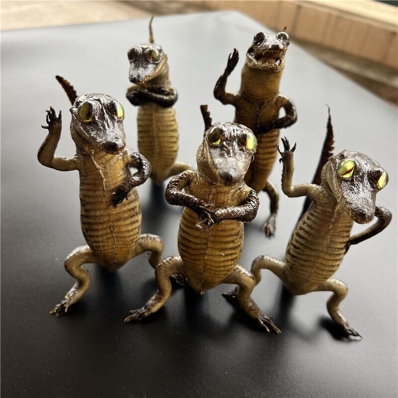 wholesale 5 real crocodile taxidermy specimen animal rare decor stuffed craft