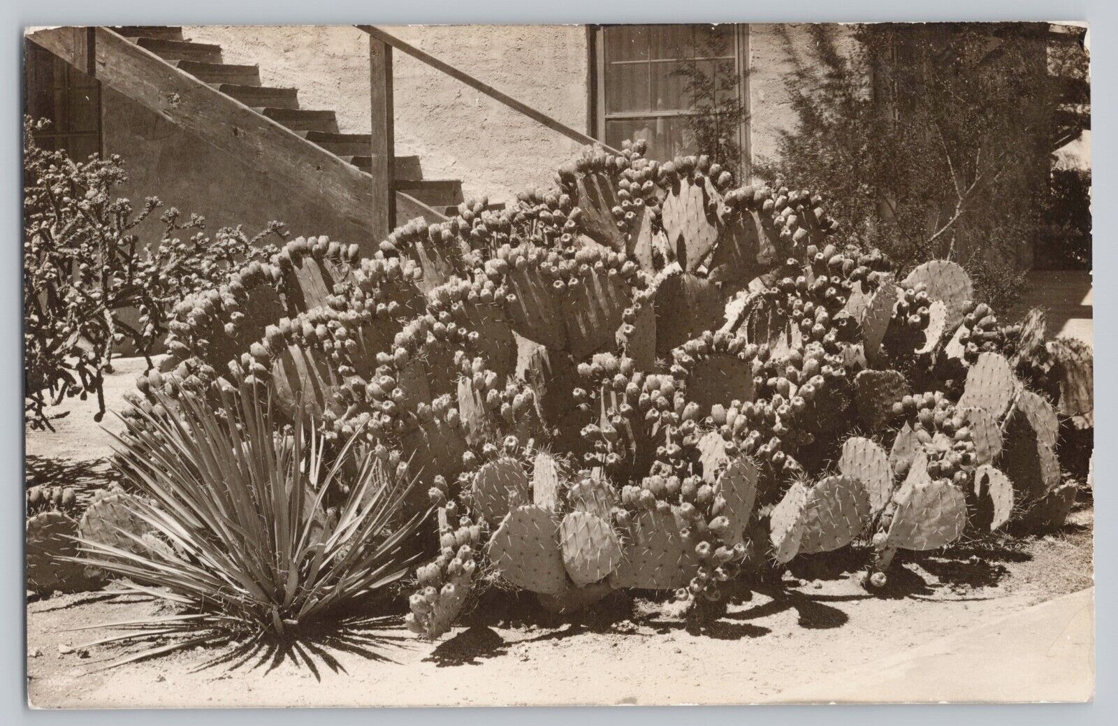 RPPC Desert Sanatorium Prickly Pear Cactus Grounds Tucson Medical Center AZ