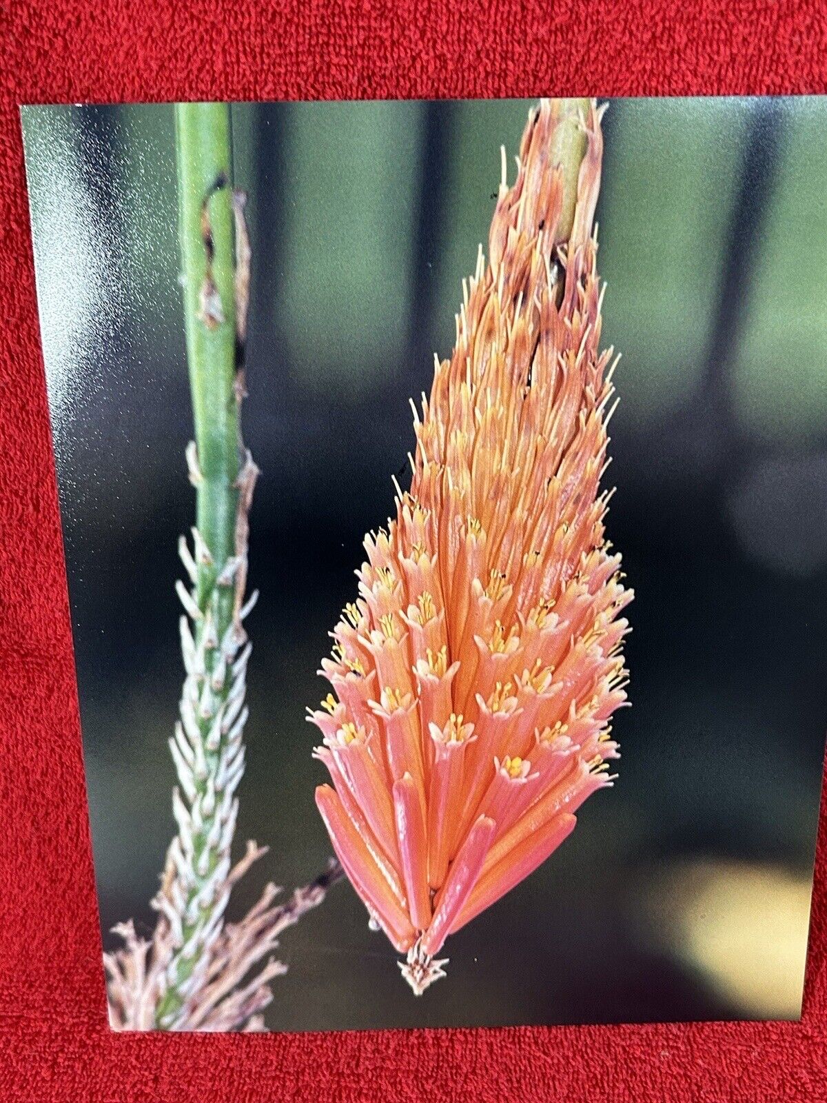 Aloe Bushwacker 8 x 10 High quality color photo Plant Flower