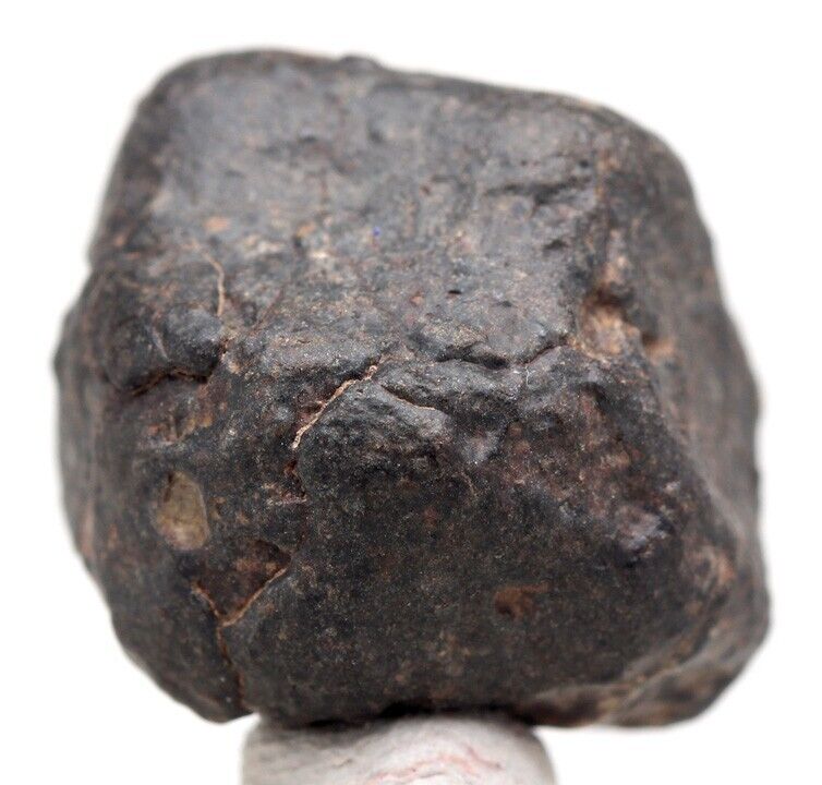 NWA 869 Chondrite Meteorite Individual Specimen Stony Iron NORTHWEST AFRICA