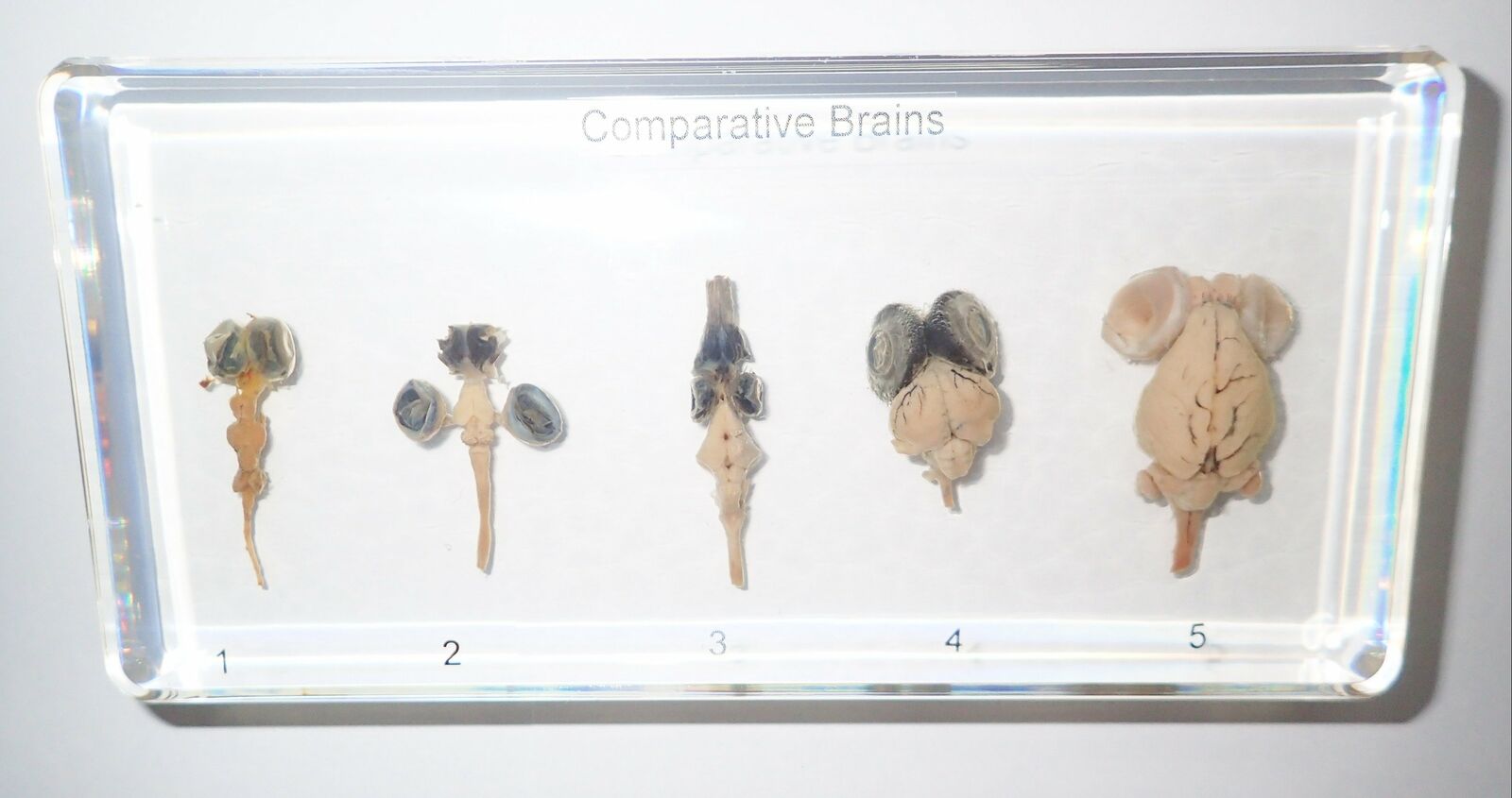 5 Animal Comparative Brains Set Fish, frog, pigeon, rabbit & snake Specimen