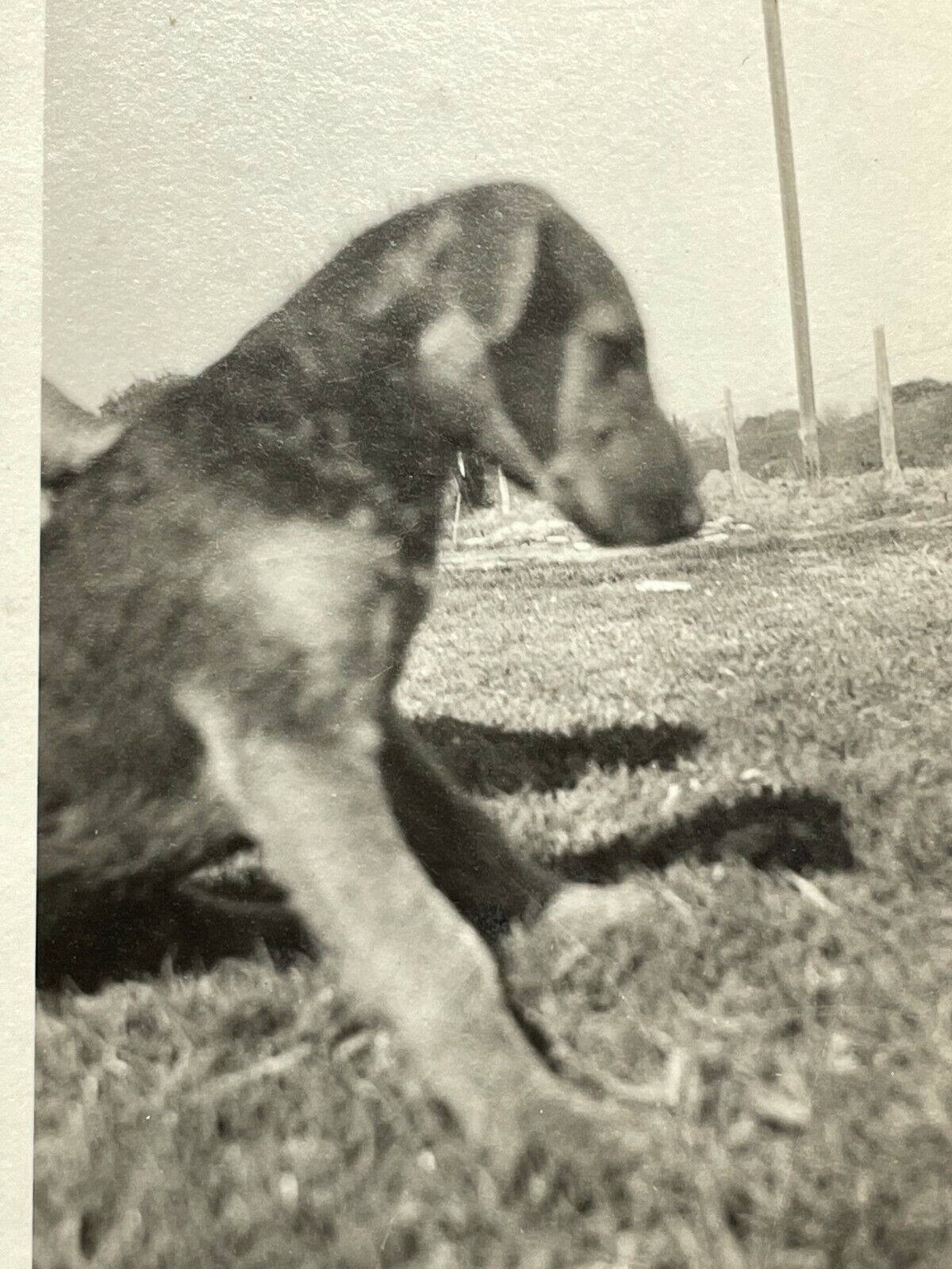 Y2 Photograph Artistic 1926 Profile View Close Up POV Schnauzer Puppy Dog Cute