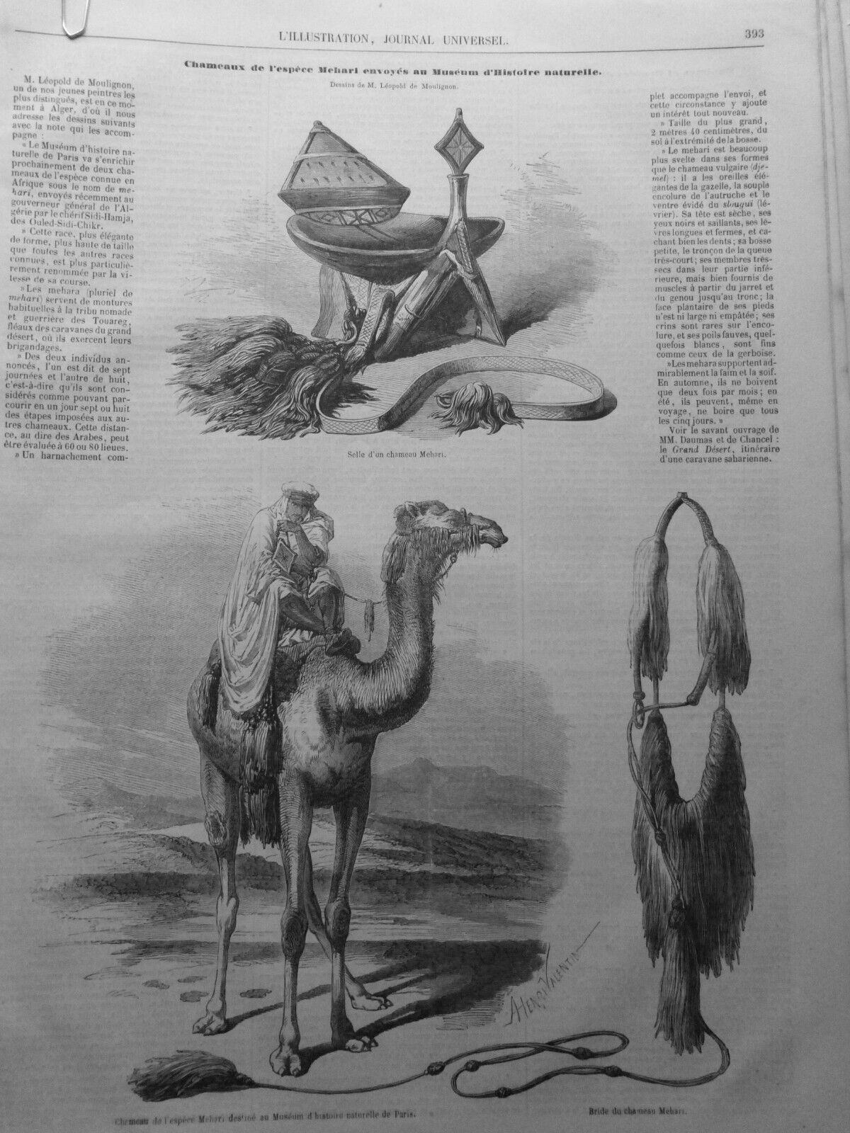 1851 1937 TOUAREG MEHARIS DESERT ARMY FRANCAISE CAMBON 15 OLD NEWSPAPERS