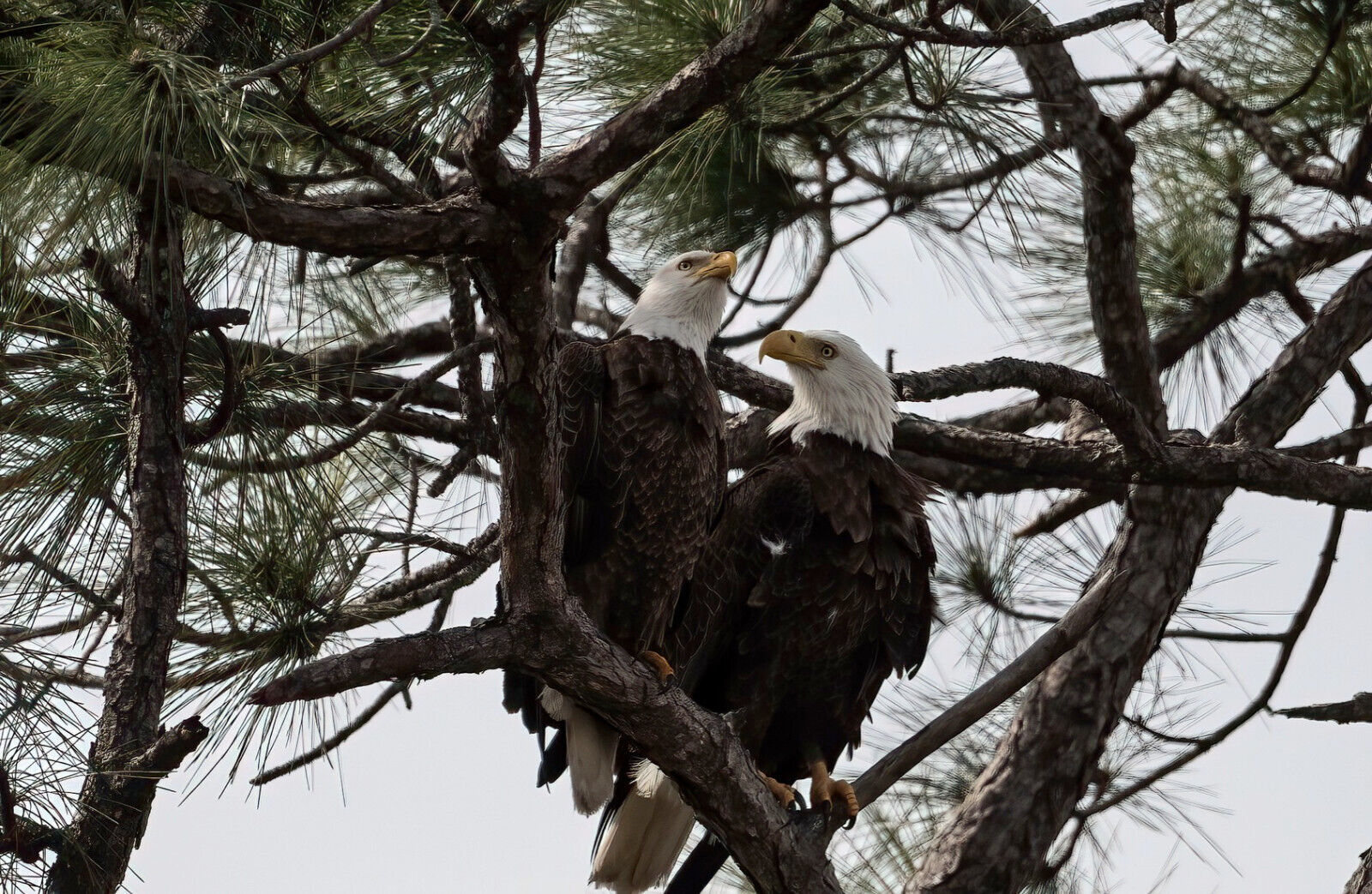 photograph of two bald eagles in love