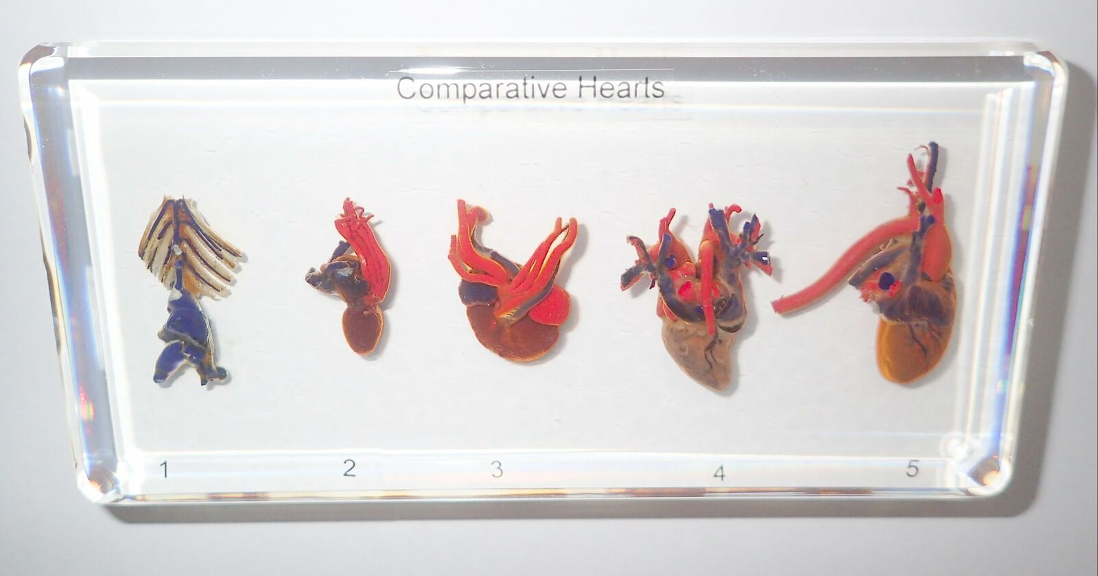 5 Animal Comparative Heart Set Fish Frog Snake Rabbit Pigeon Education Specimen