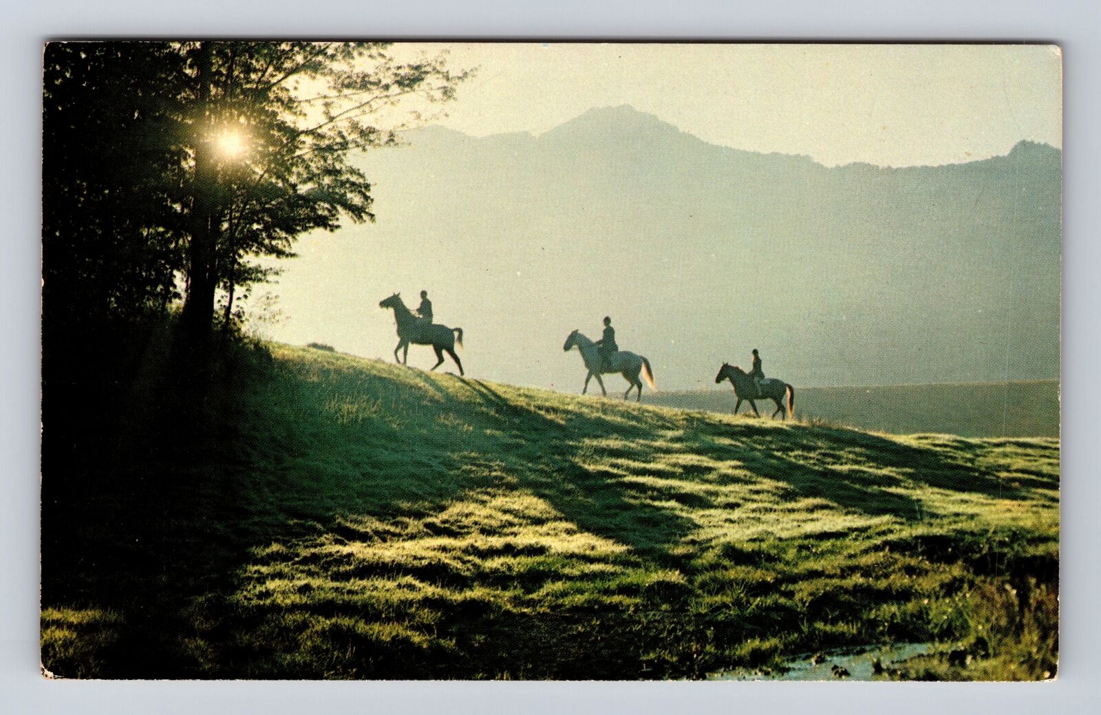 Linville NC-North Carolina, Horseback Riding At Linville, Vintage Postcard
