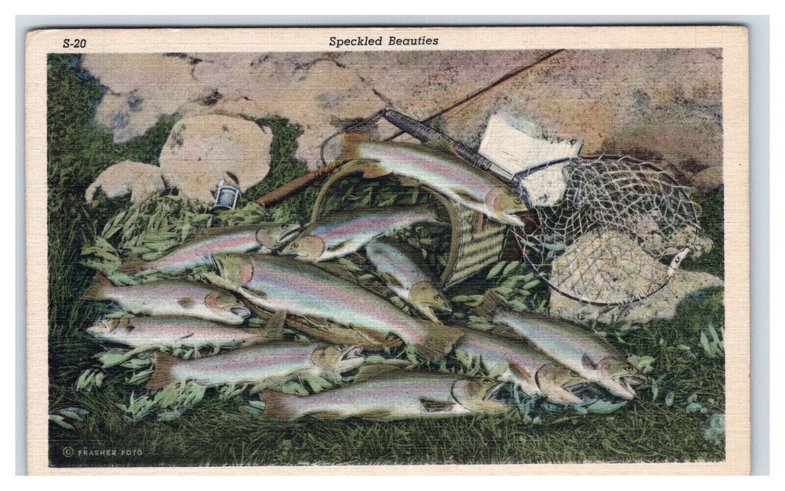 Postcard CA High Sierras California 1956 Trout Fish Fishing Marine Aquatic View
