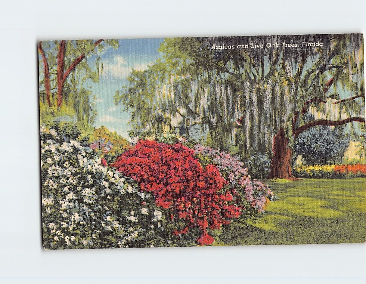 Postcard Azaleas and Live Oak Trees Florida USA