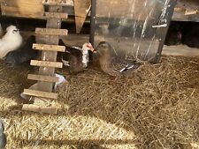 2 live Ducks For Sale $15 Each picture
