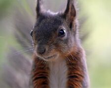 8x10 Glossy Color Art Print Nature Squirrel #3 picture